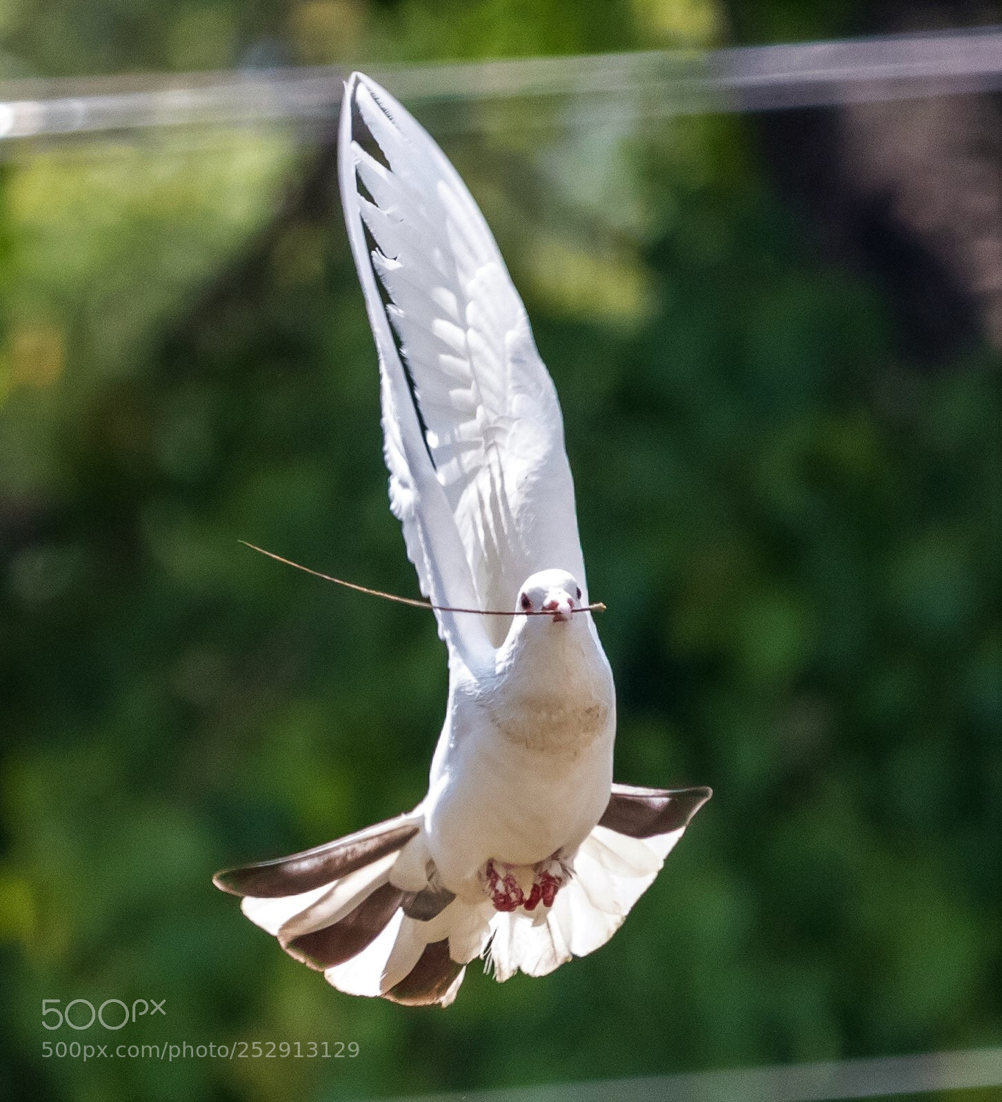 Canon EOS 80D sample photo. Pigeon at work photography