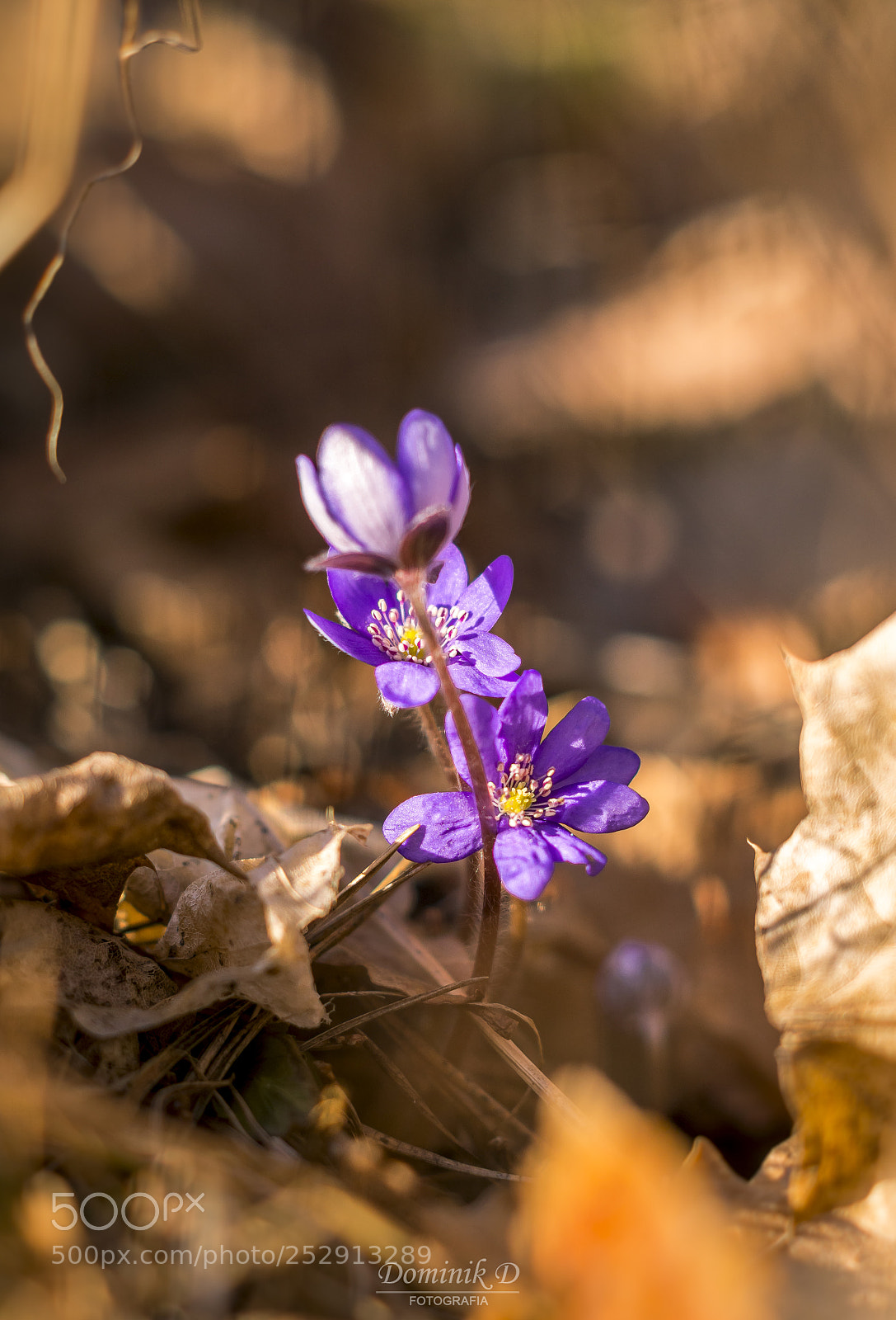 Sony SLT-A58 sample photo. Hepatica nobilis photography
