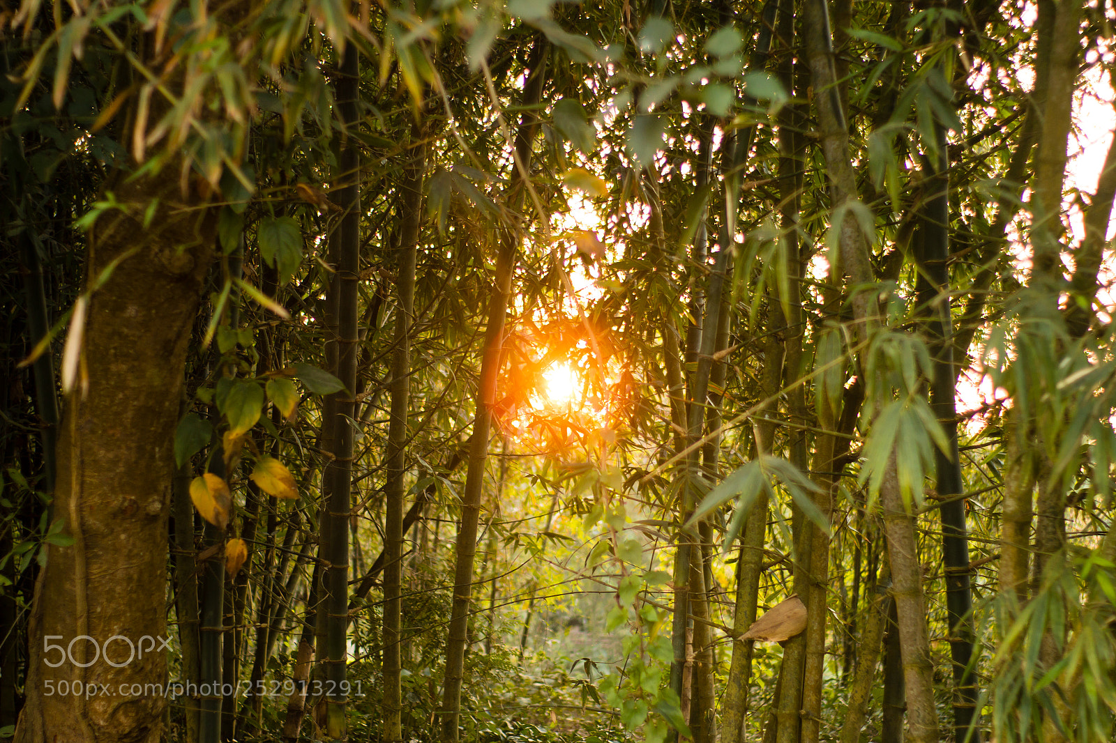 Canon EOS 70D sample photo. Sunny sunset in forrest photography