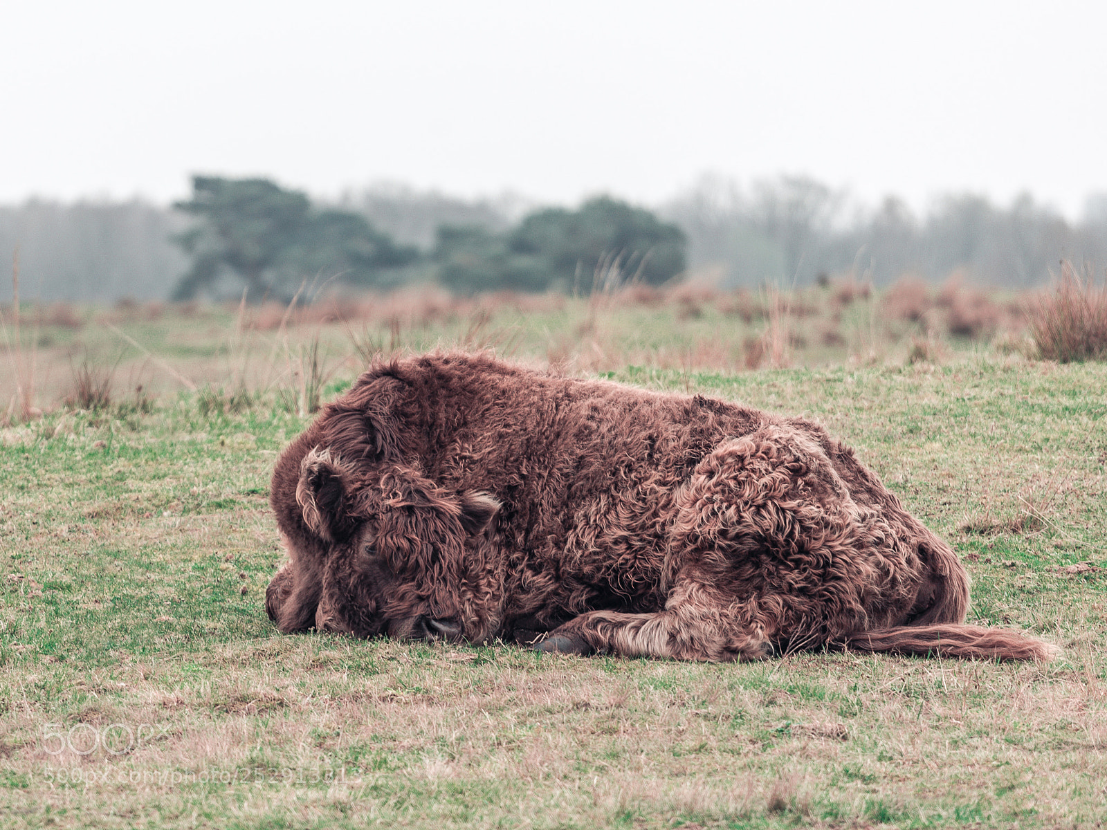 Canon EOS 5D sample photo. Highlander photography