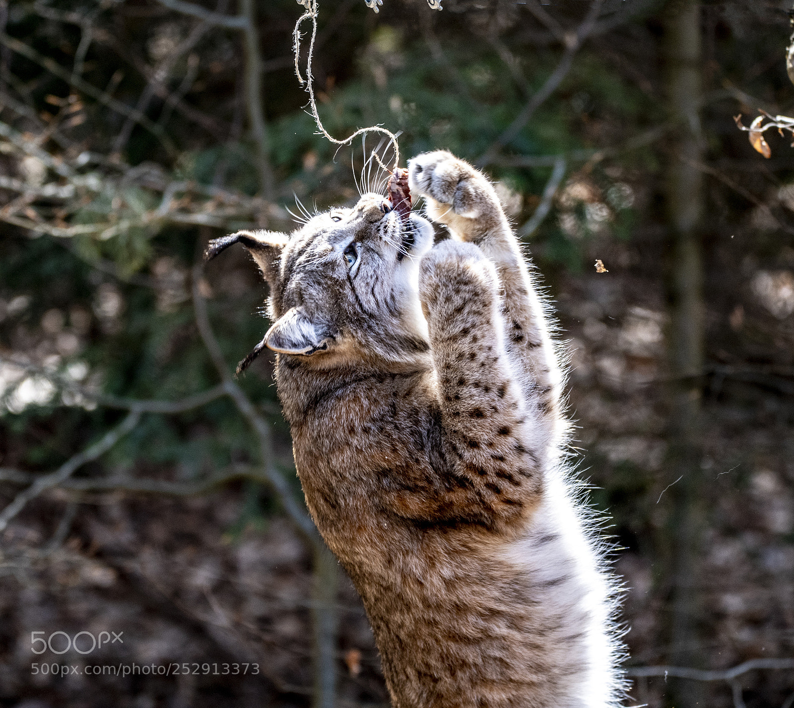 Nikon D5 sample photo. Jumping lynx photography