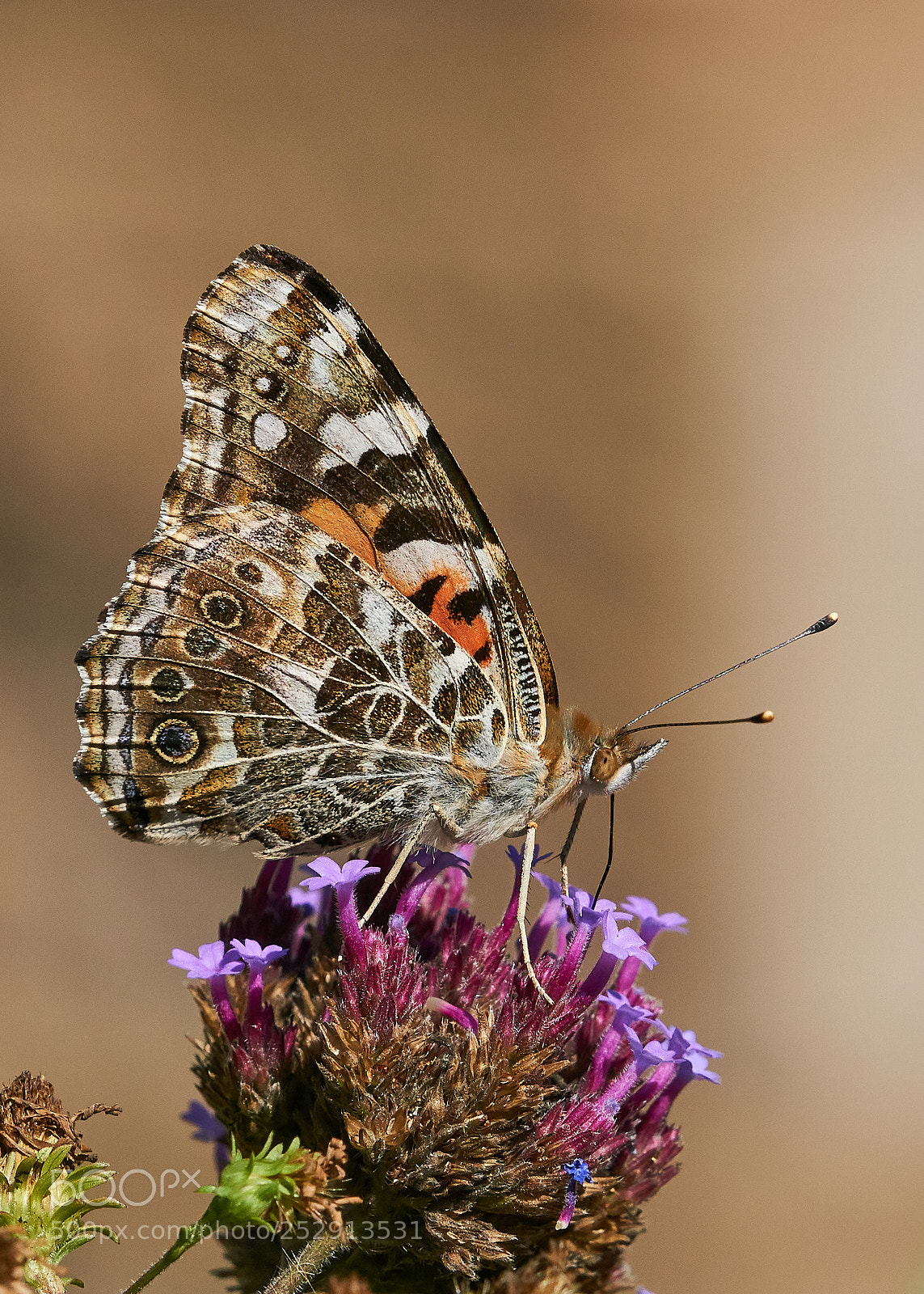 Sony a6000 sample photo. Painted lady photography