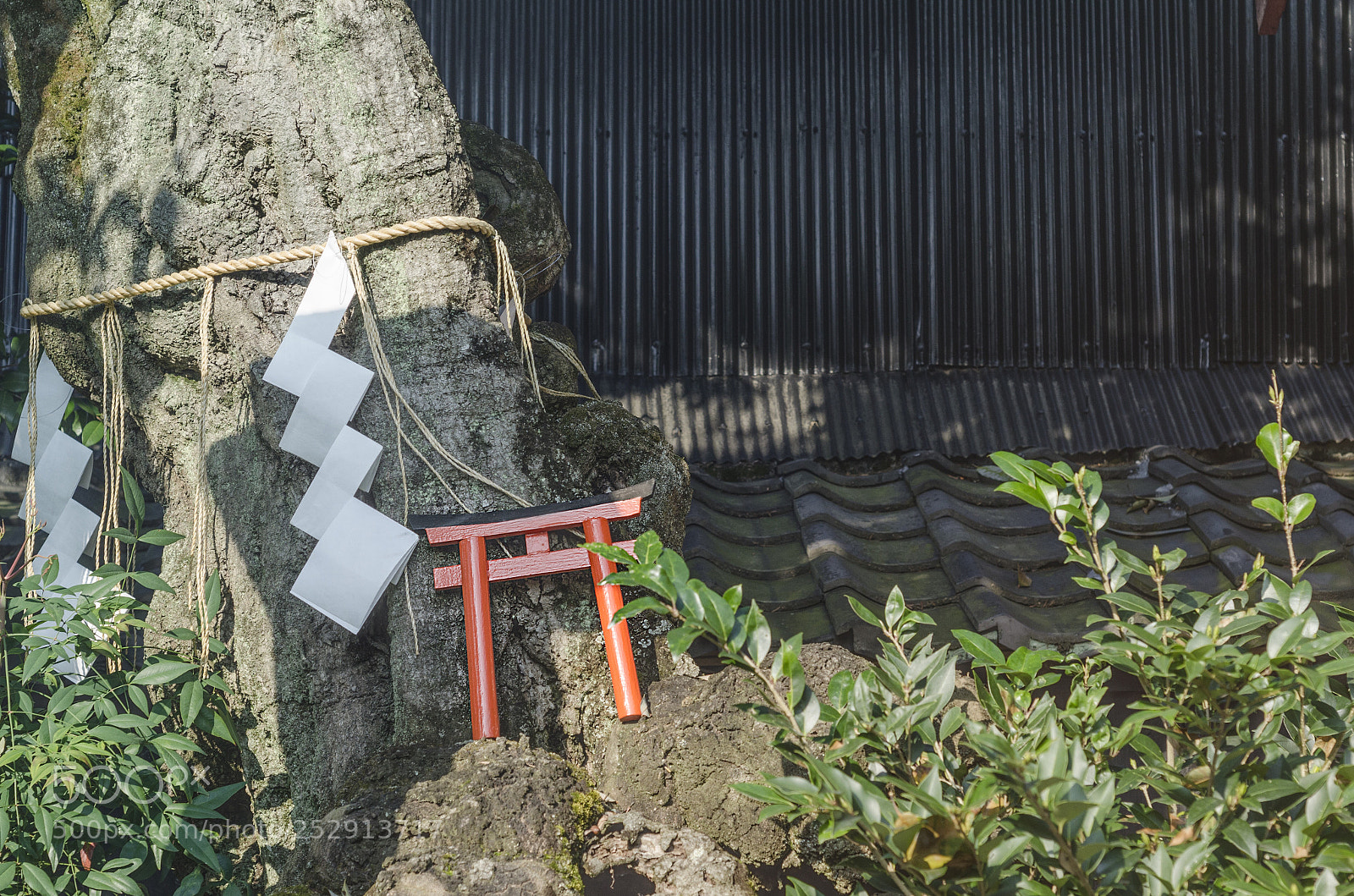 Nikon D7000 sample photo. 鸟居 photography