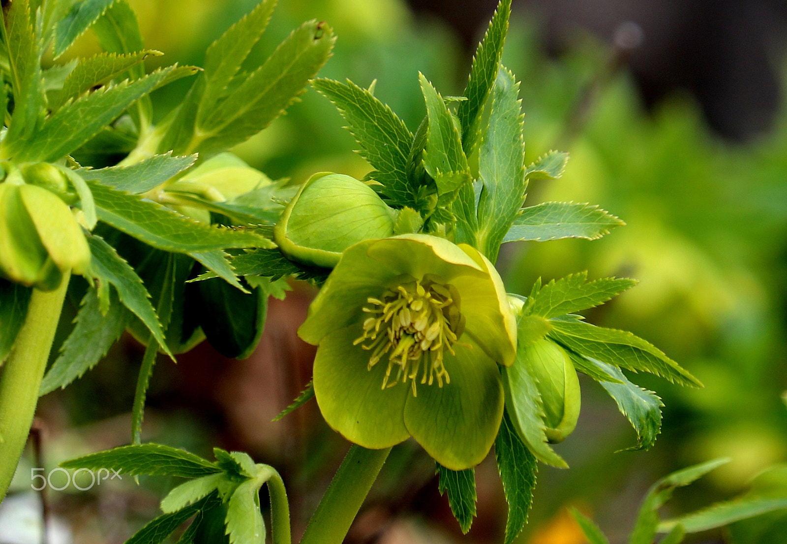Canon EF-S 55-250mm F4-5.6 IS STM sample photo. Helleborus, Кукуряк photography