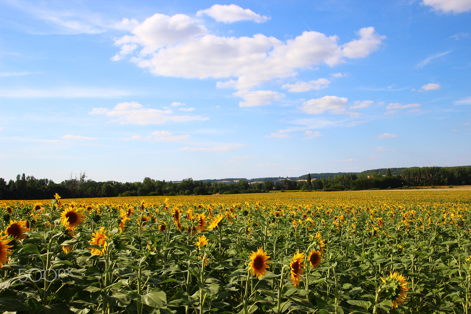 Canon EOS 600D (Rebel EOS T3i / EOS Kiss X5) sample photo. Sunflower photography