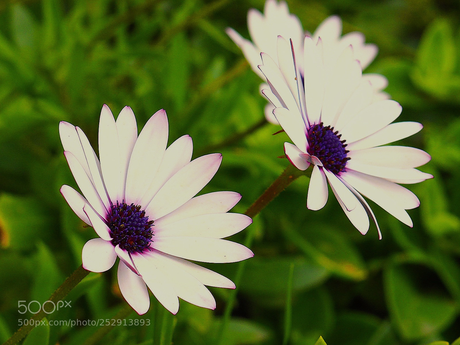 Olympus OM-D E-M10 II sample photo. Daisy photography