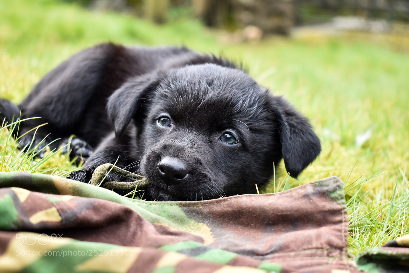 Nikon D5600 sample photo. Playful pup photography