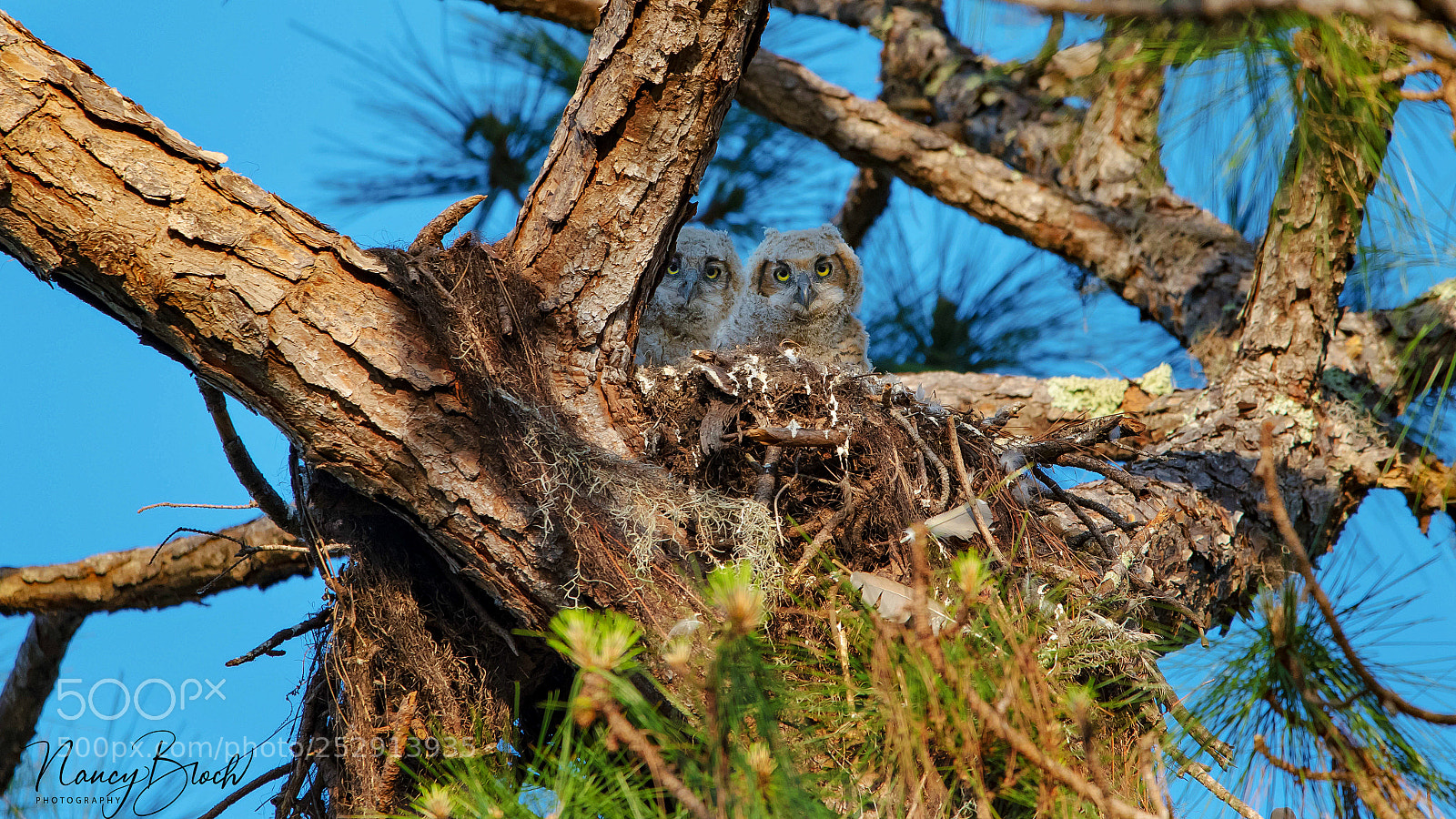 Nikon D500 sample photo. Two cute photography