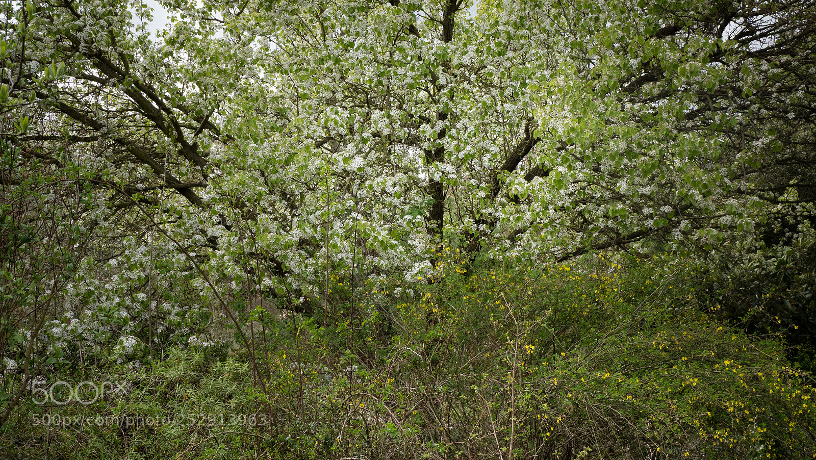 Panasonic Lumix DMC-GX8 sample photo. Rite of spring photography