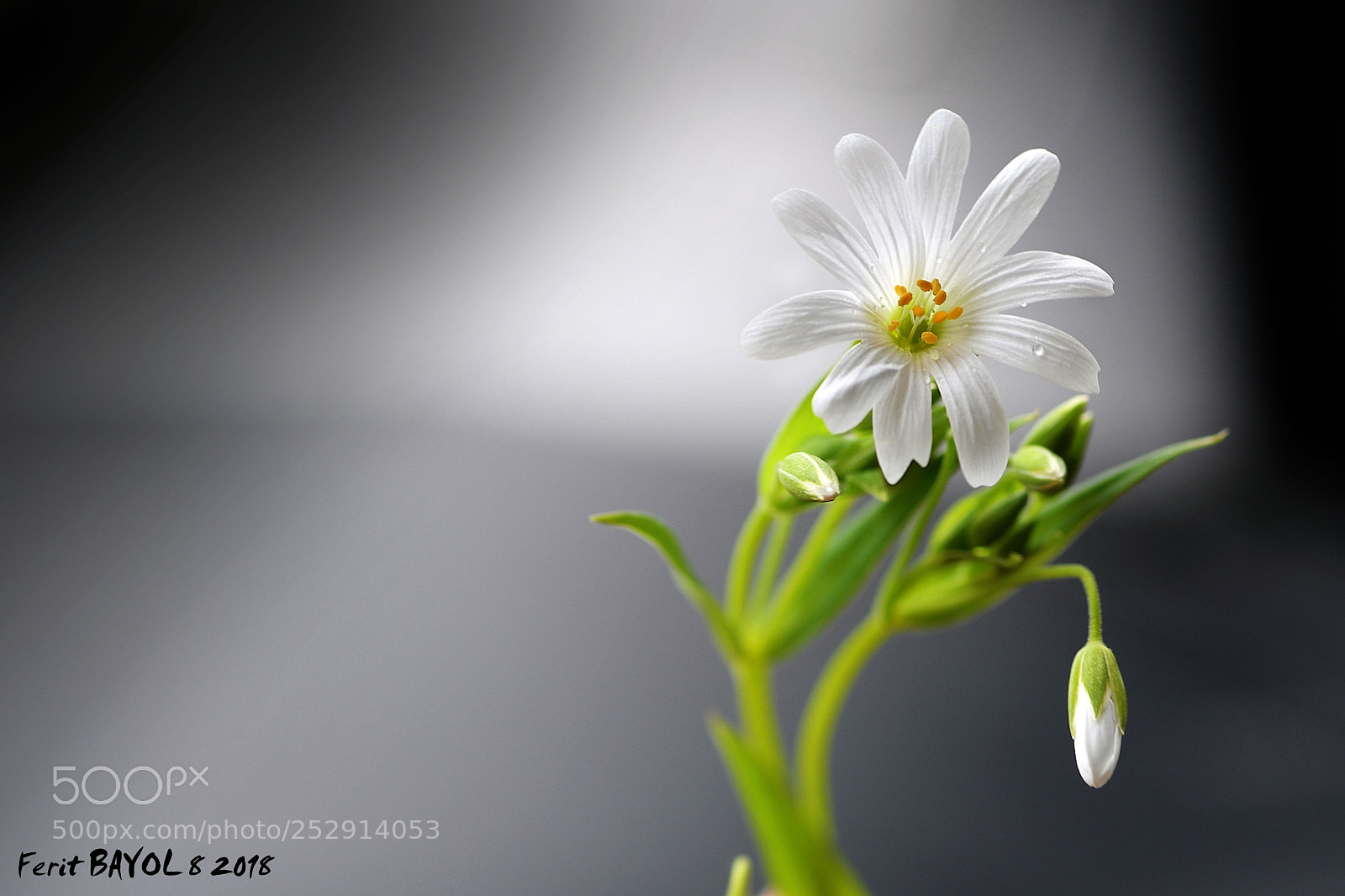 Nikon D500 sample photo. Ilkbahar photography