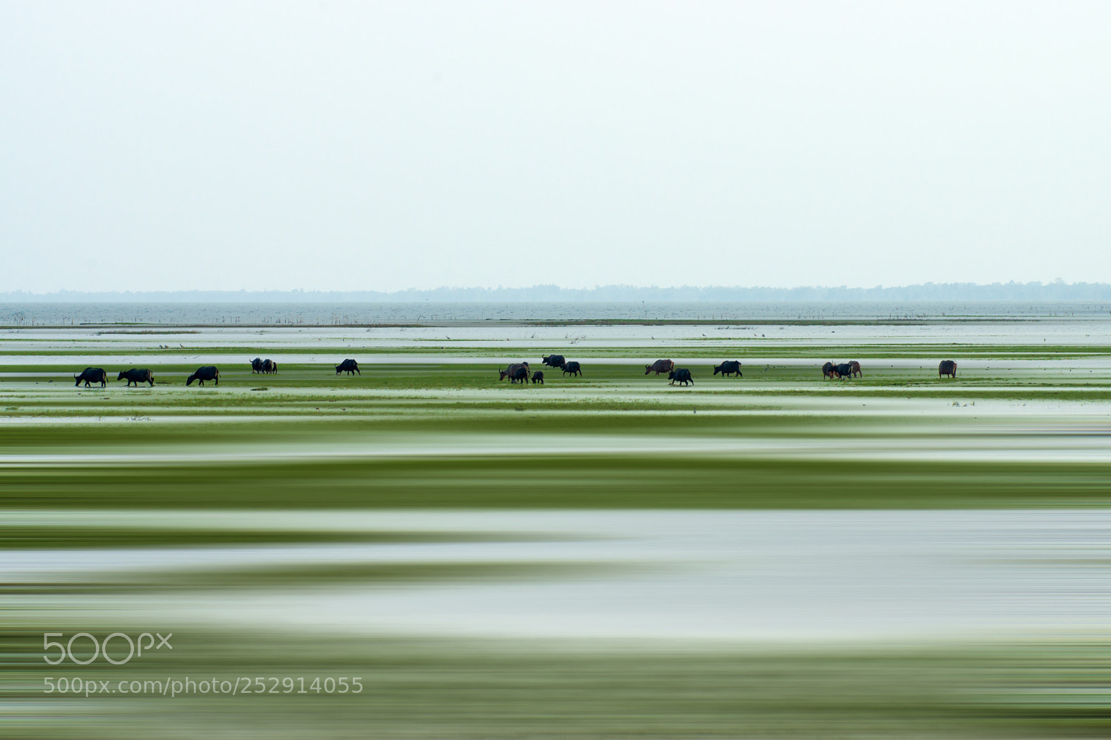 Sony SLT-A77 sample photo. Minimal water buffalo in photography