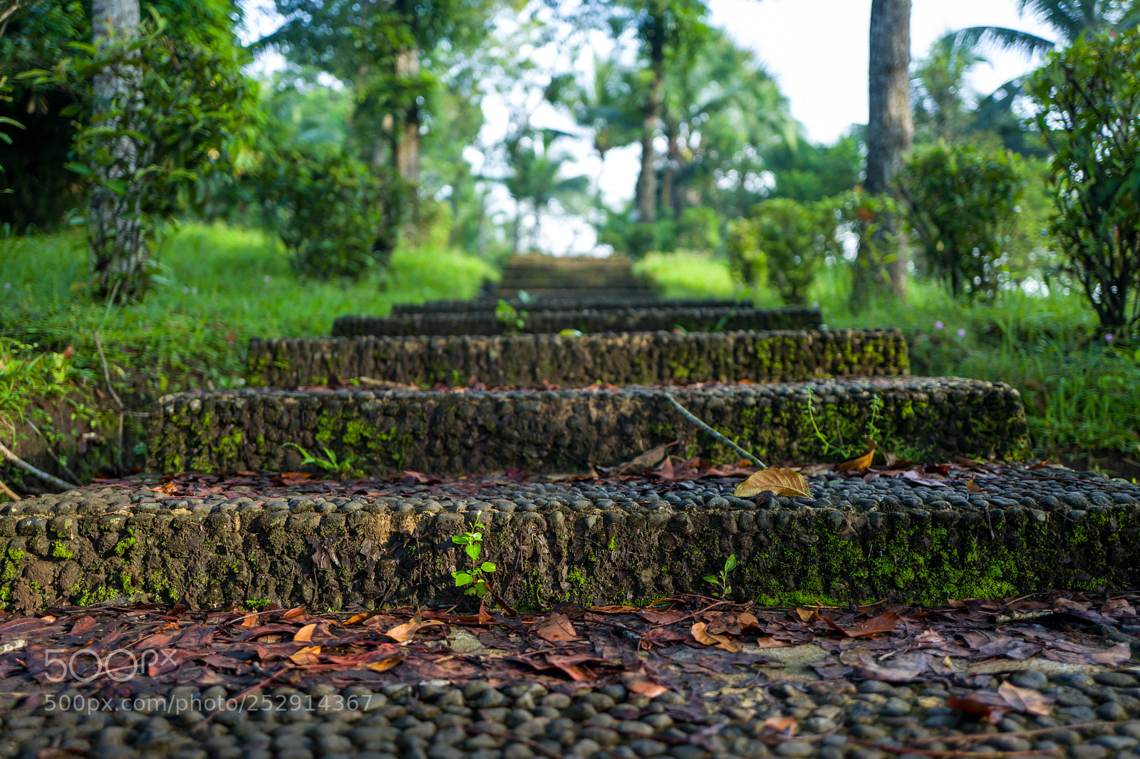 Leica Q (Typ 116) sample photo. Nature in the borobudur photography