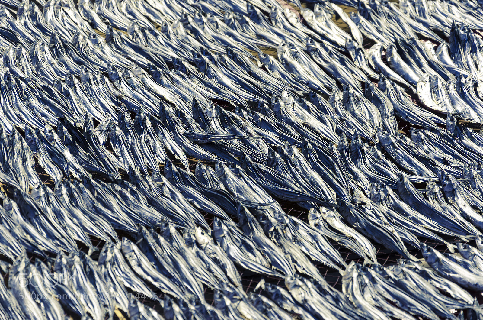 Nikon D7000 sample photo. Fish that will be photography