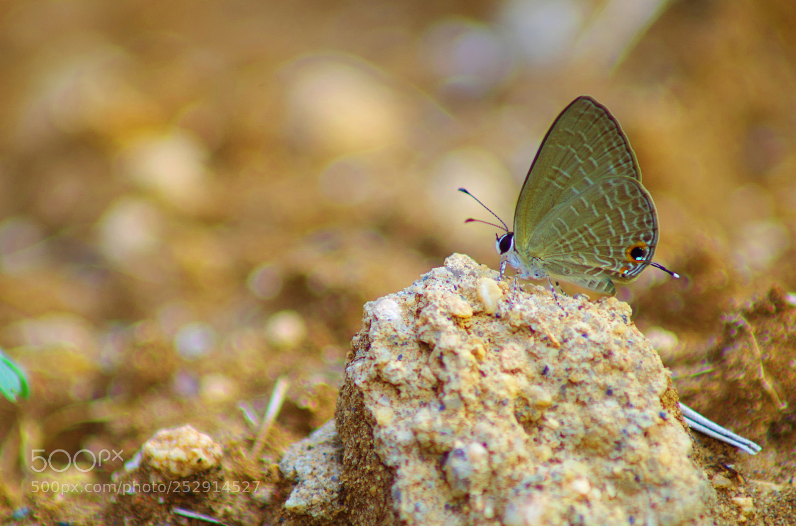 Pentax K-500 sample photo. Dark cerulean photography