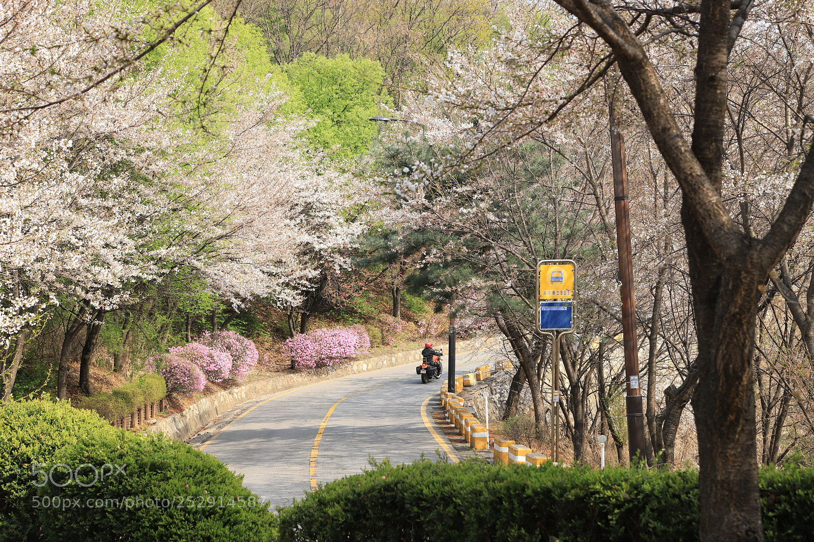Canon EOS 6D Mark II sample photo. A country road photography