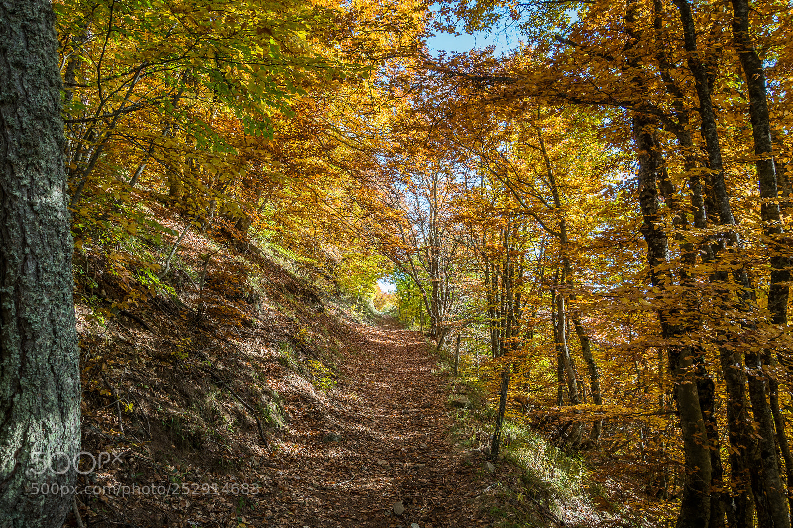 Nikon D7100 sample photo. Golden tunnel photography