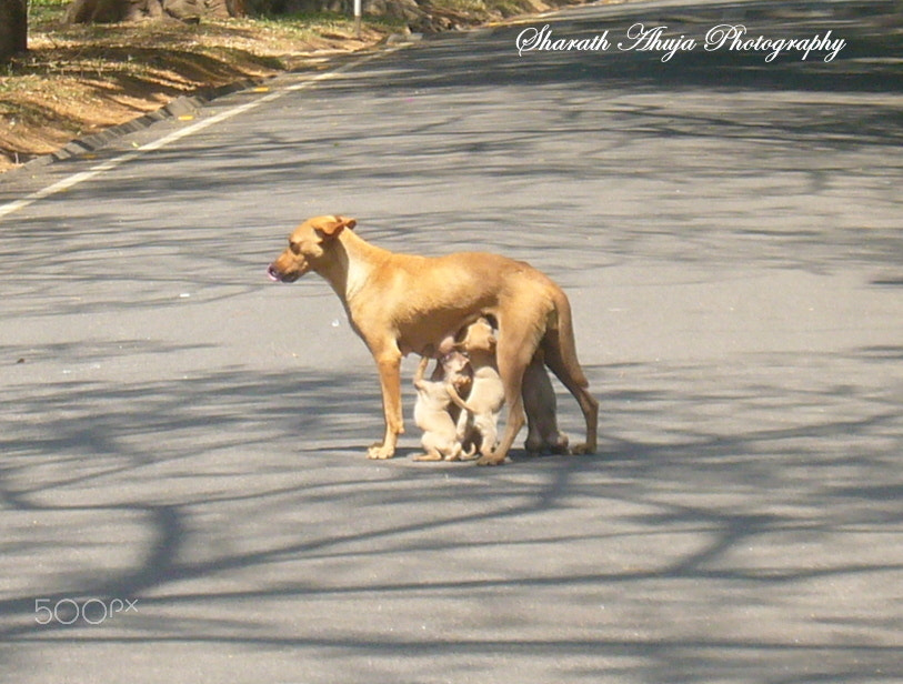 Panasonic DMC-FX01 sample photo. Hungry pups - patient mother photography