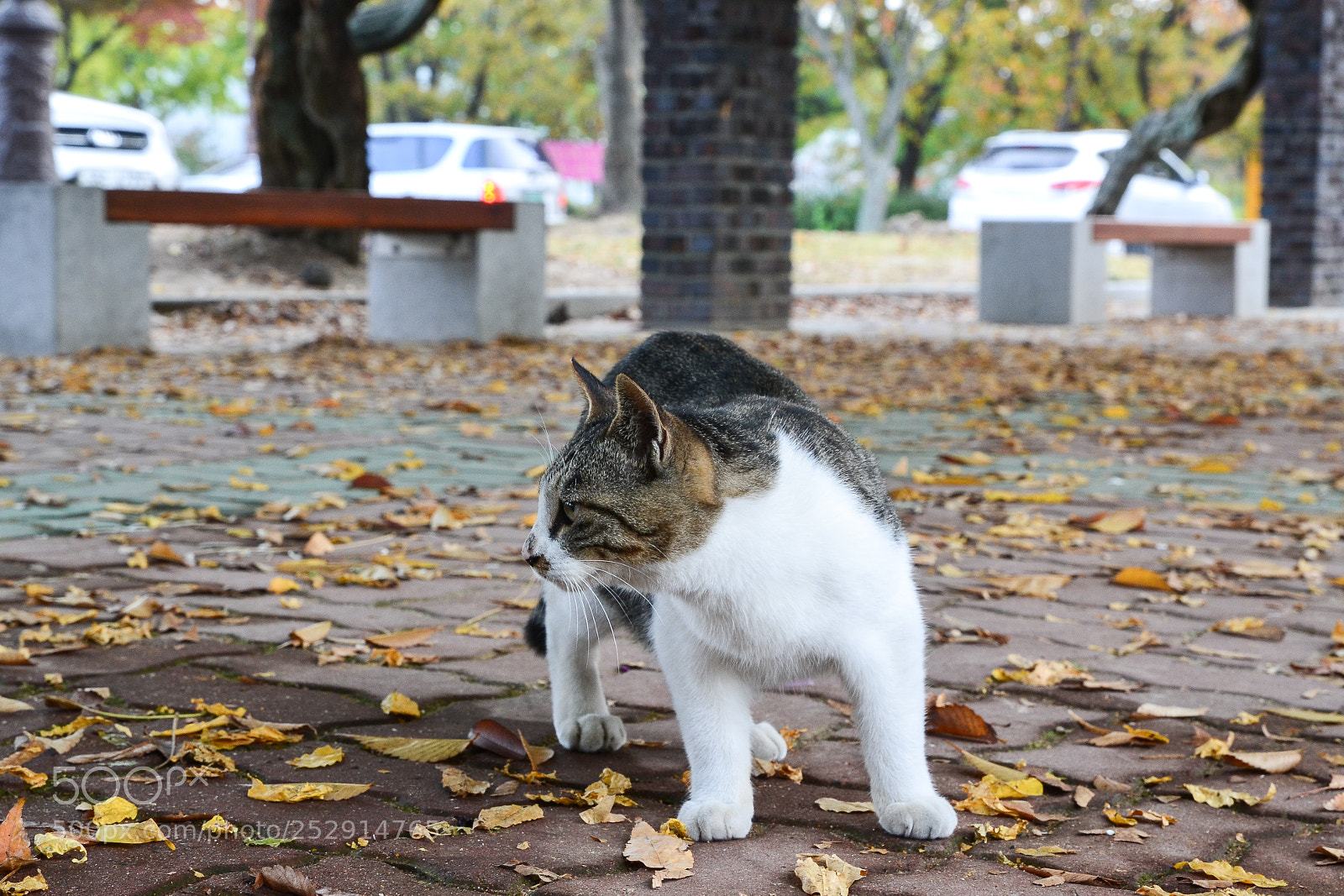 Nikon D3100 sample photo. Swag of street cat photography