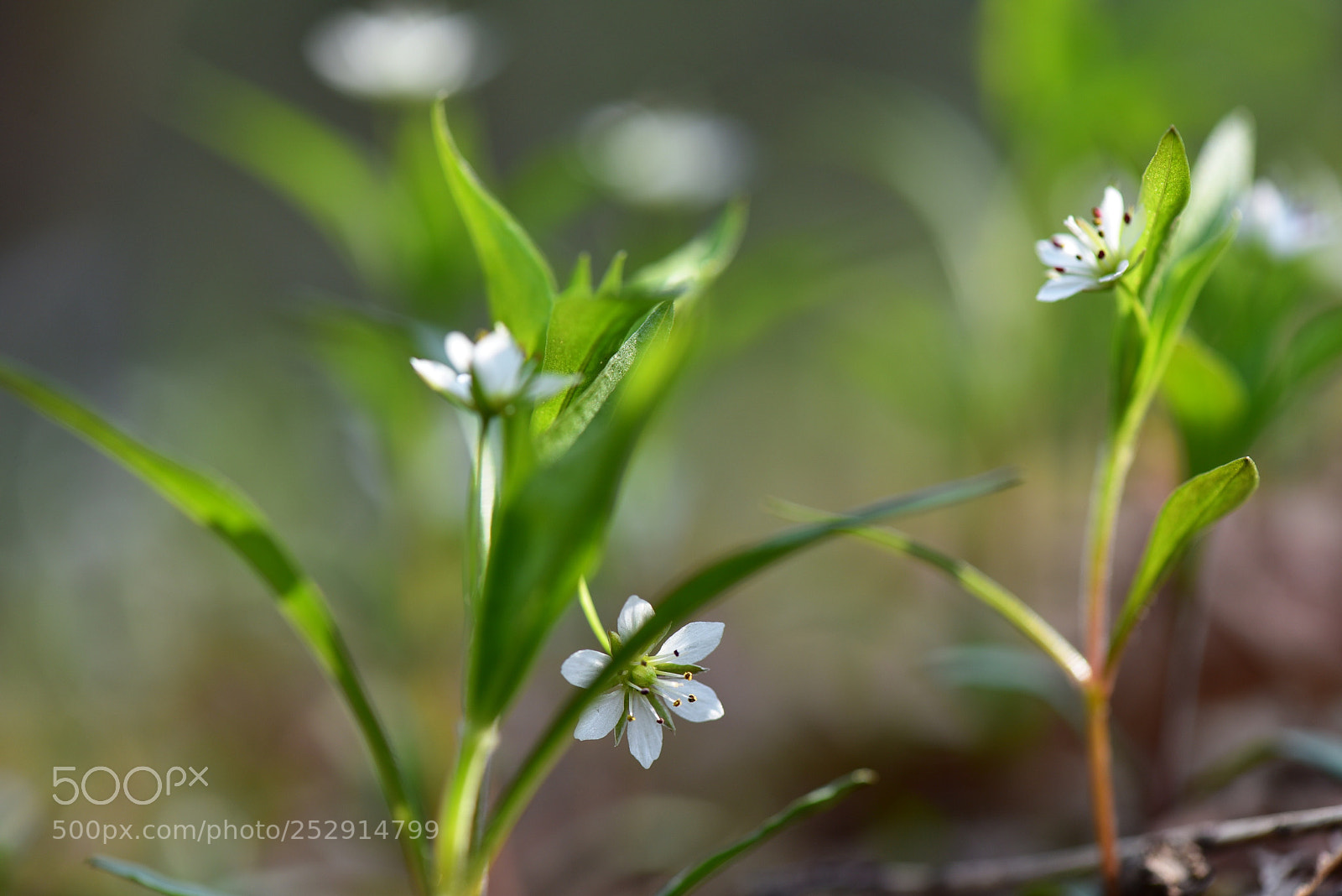 Nikon D810 sample photo. Untitled photography
