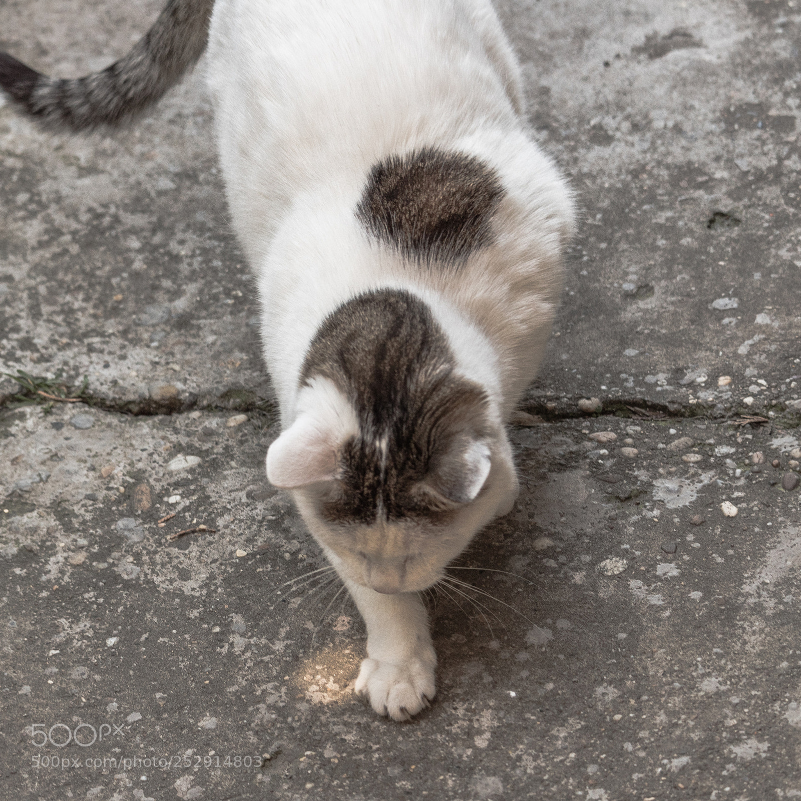 Canon EOS 1300D (EOS Rebel T6 / EOS Kiss X80) sample photo. Sneaking cat photography