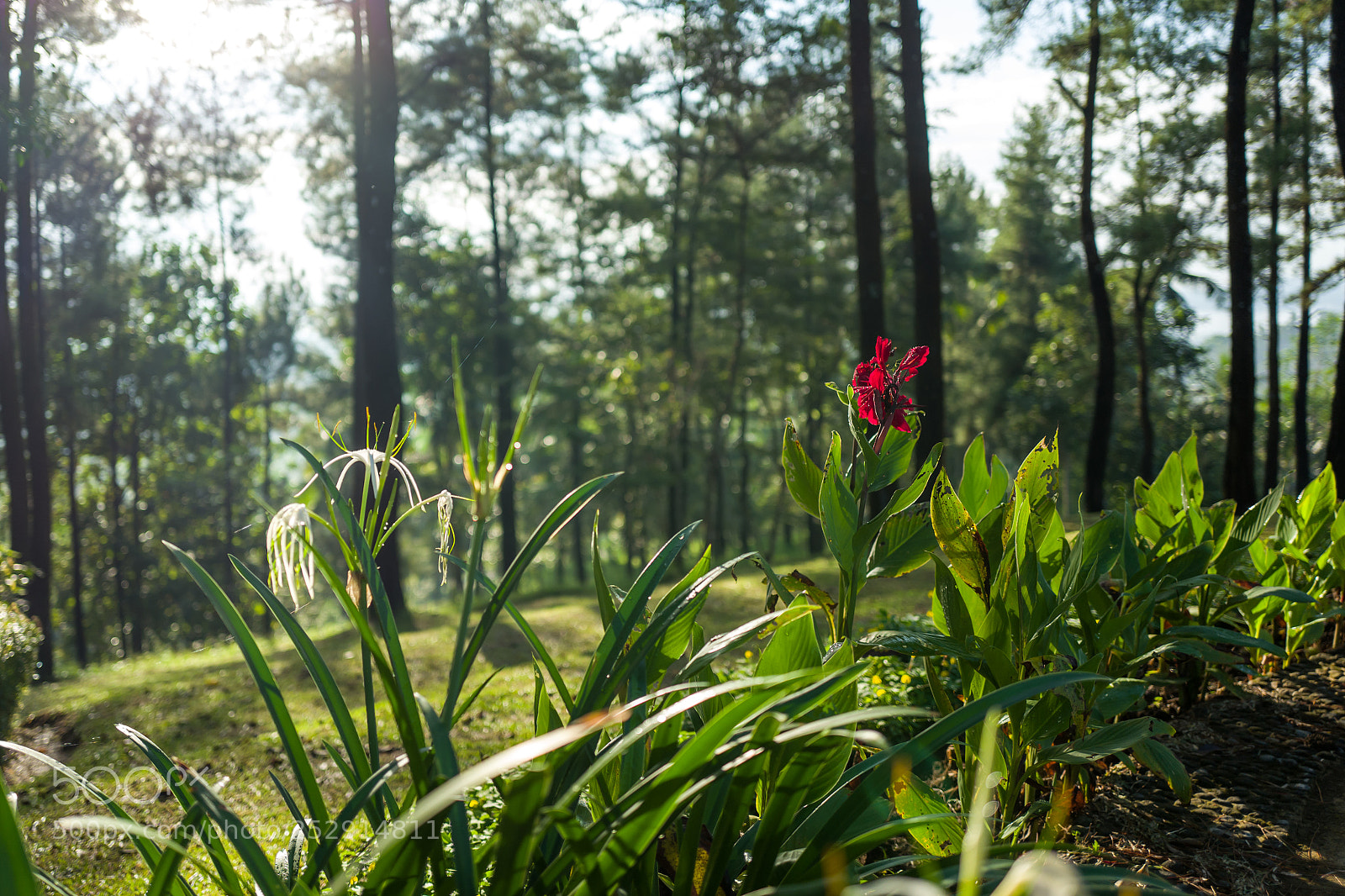 Leica Q (Typ 116) sample photo. Nature in the borobudur photography