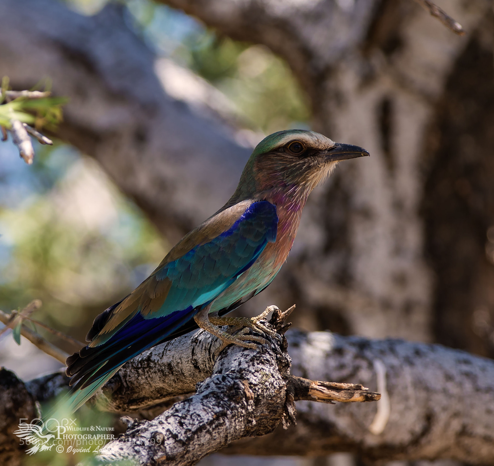 Canon EOS-1D X Mark II sample photo. Lilac-breasted roller photography