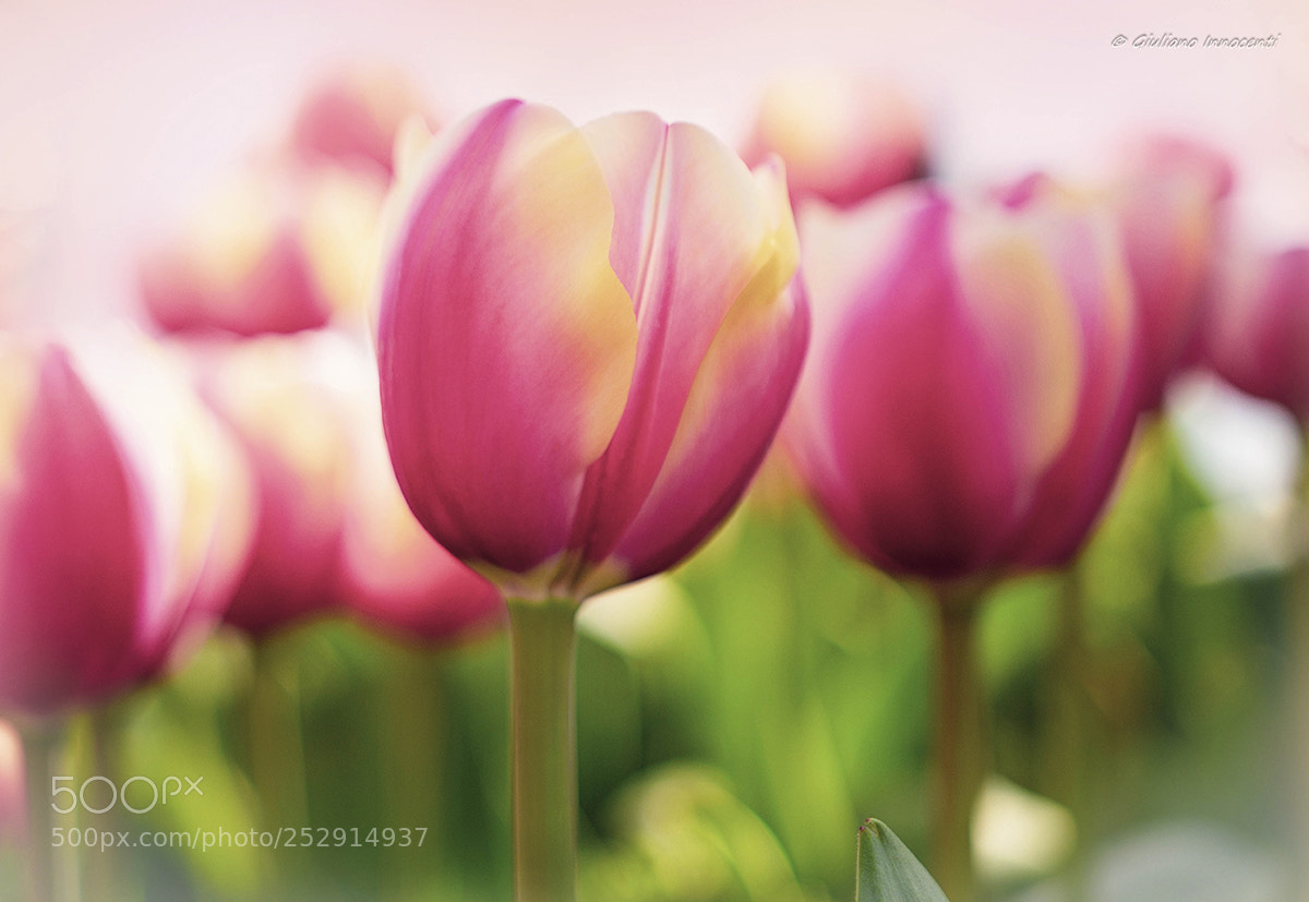Nikon D7200 sample photo. Spring has come photography
