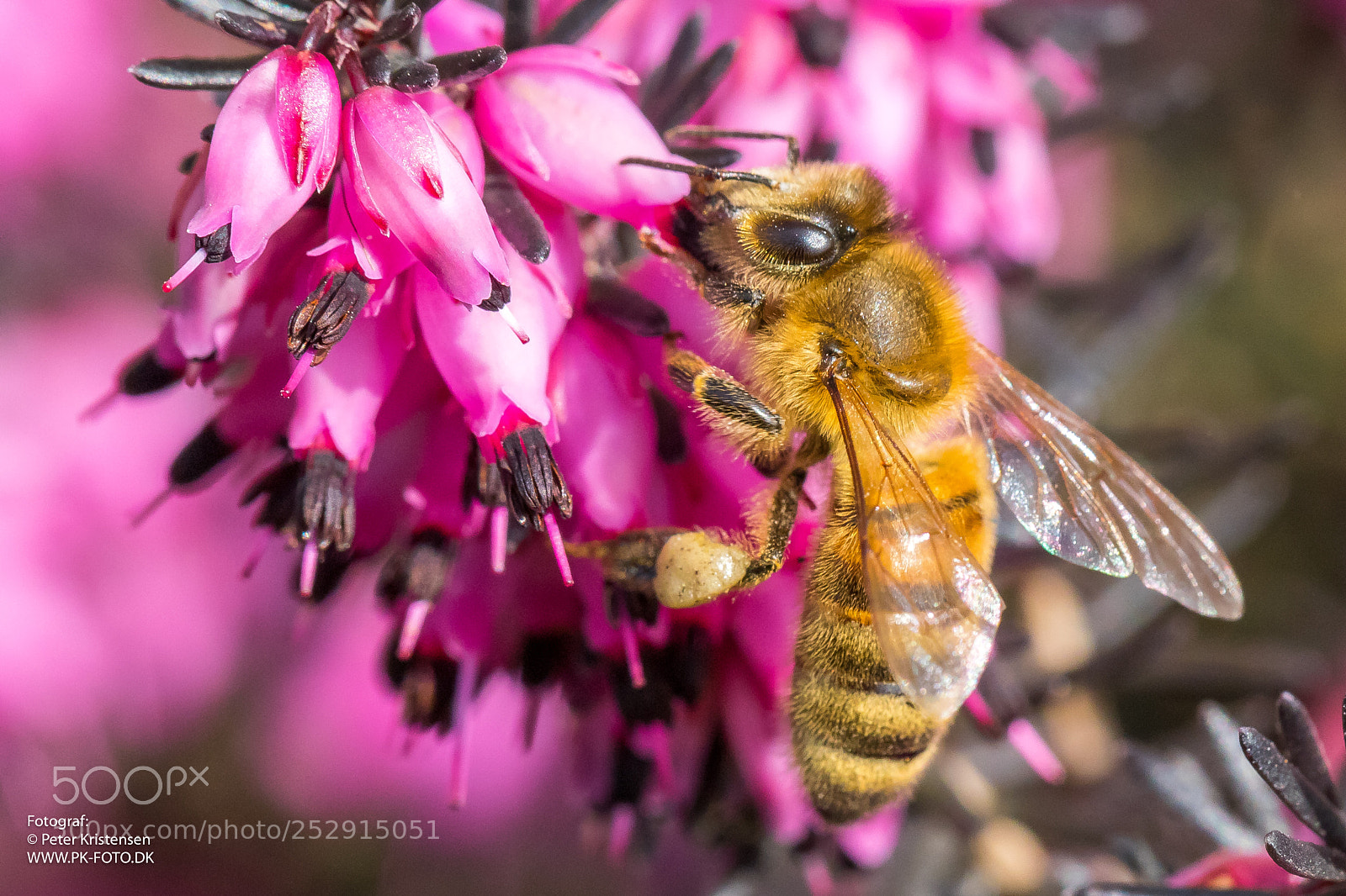 Canon EOS 6D Mark II sample photo. Bee photography