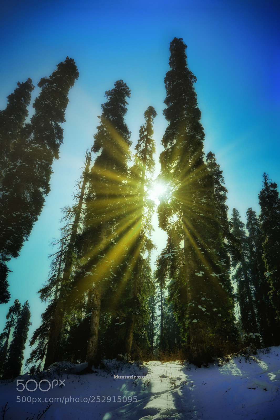 Sony a7 II sample photo. Sunrise in forest photography