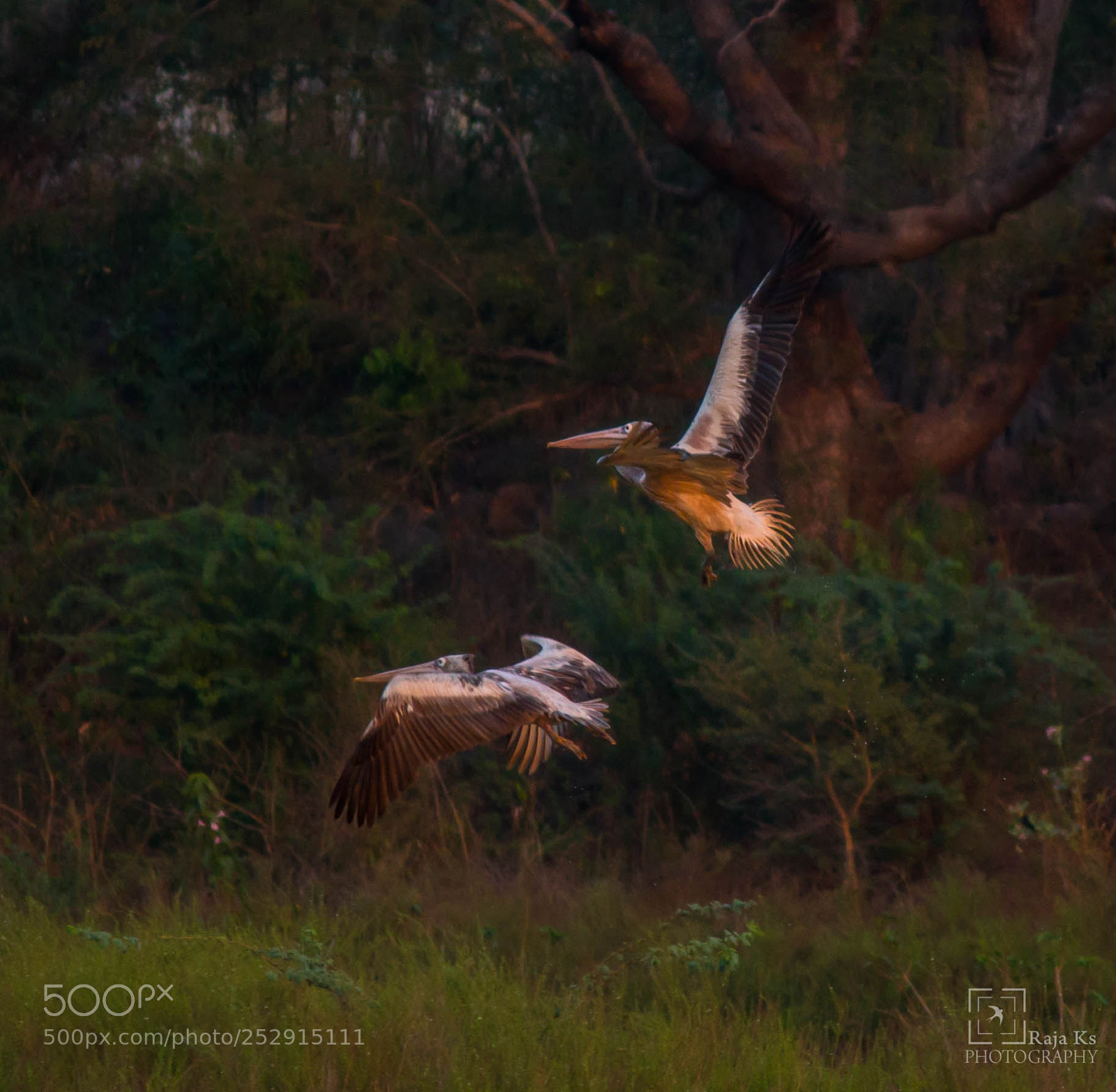 Canon EOS 70D sample photo. Pelican's fly photography