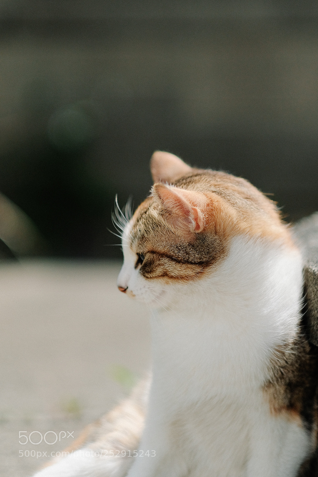 Fujifilm X-Pro2 sample photo. Untitled photography