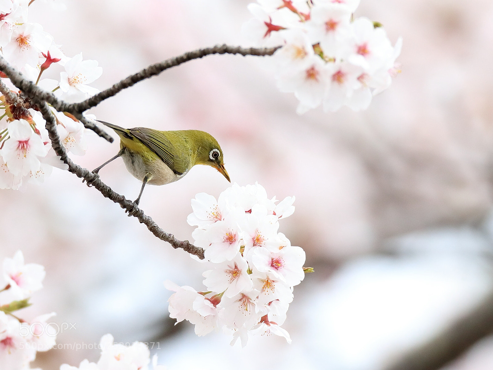 Canon EOS-1D X Mark II sample photo. めじろ japanese white-eye  photography