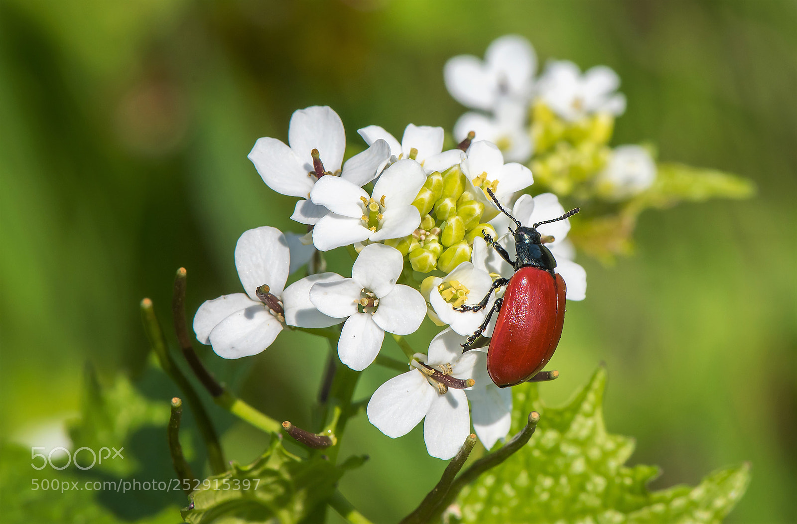 Nikon D5600 sample photo. Chrysomela populi photography