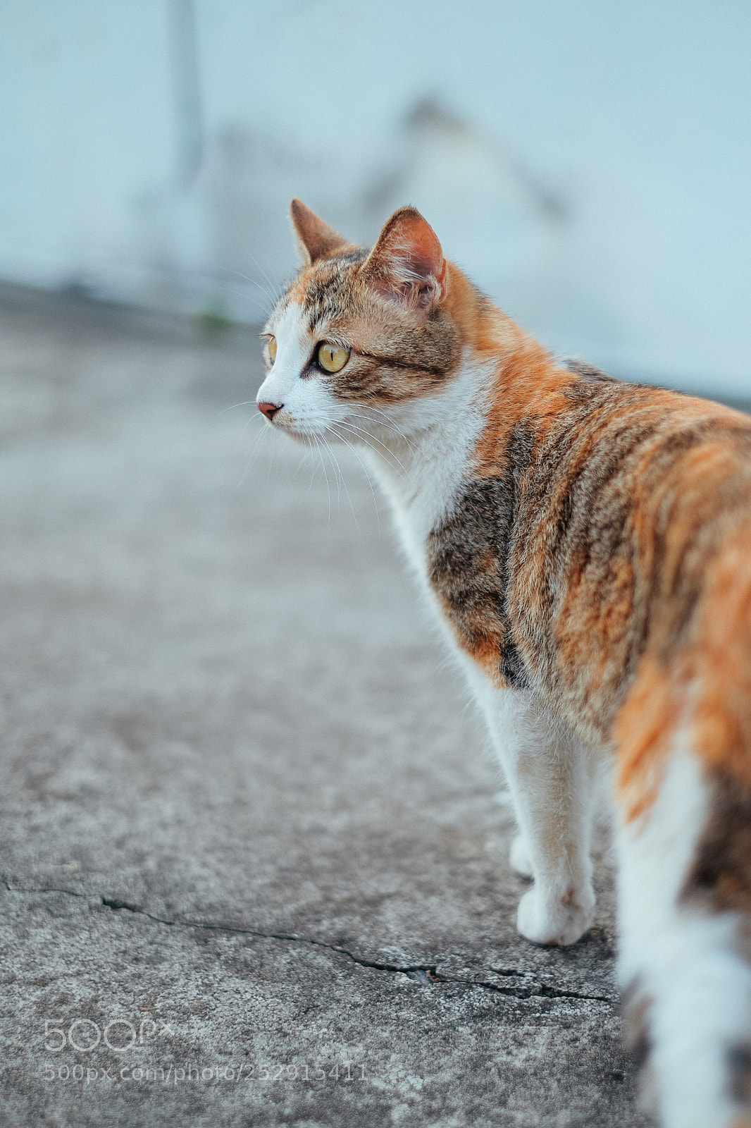 Fujifilm X-Pro2 sample photo. Untitled photography