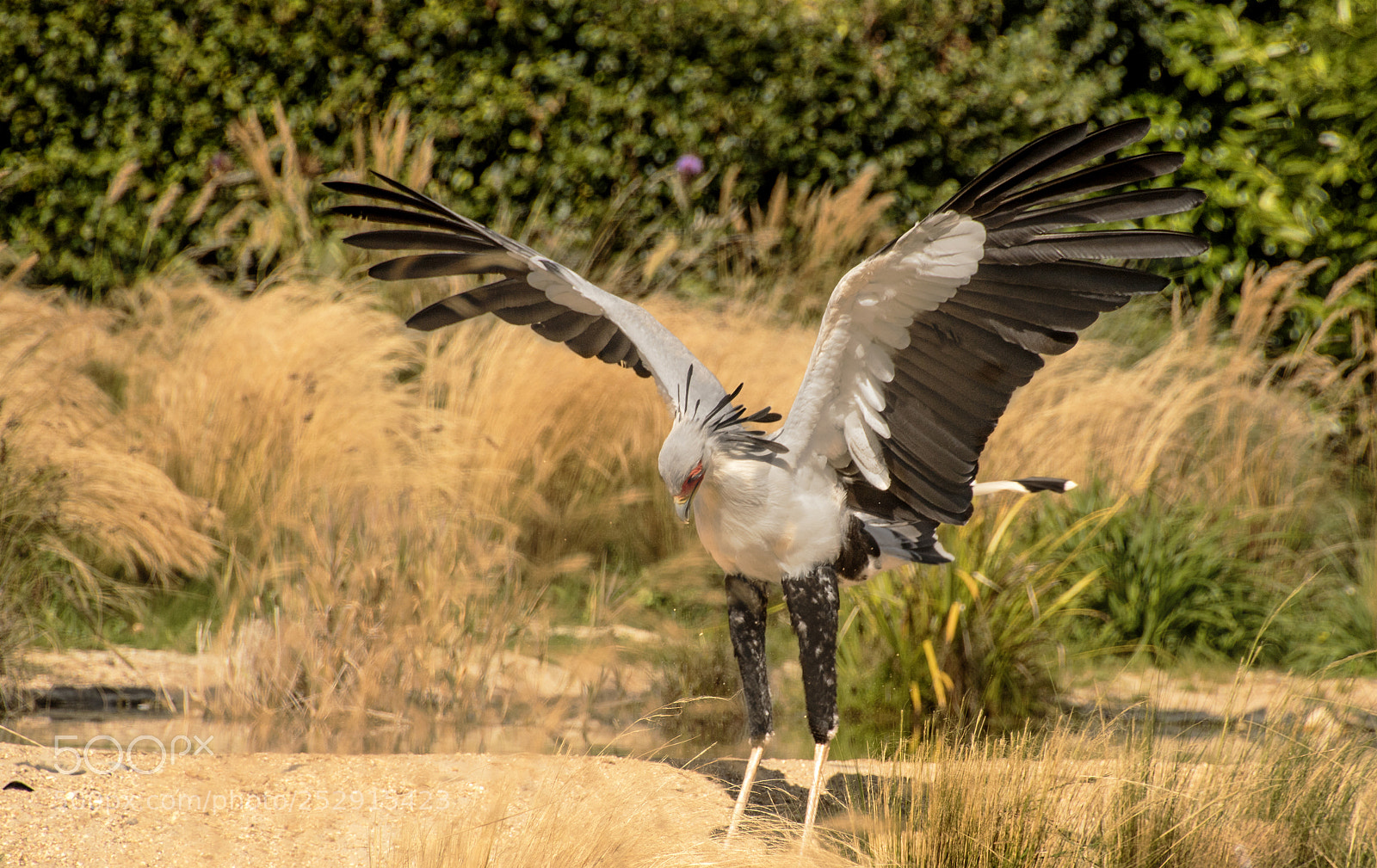 Canon EOS 750D (EOS Rebel T6i / EOS Kiss X8i) sample photo. Secretary bird photography