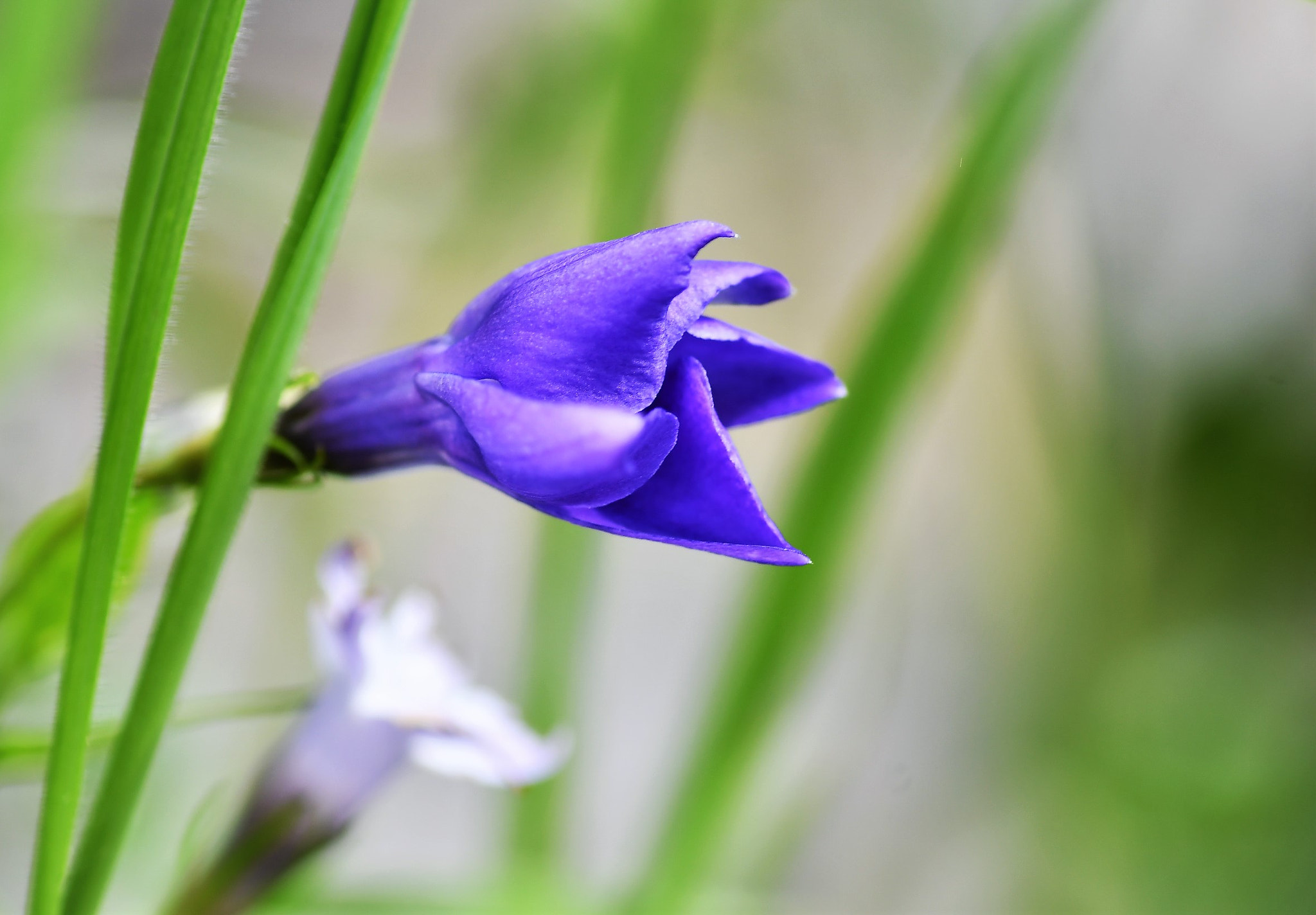 Nikon D500 sample photo. Fleur bleu photography
