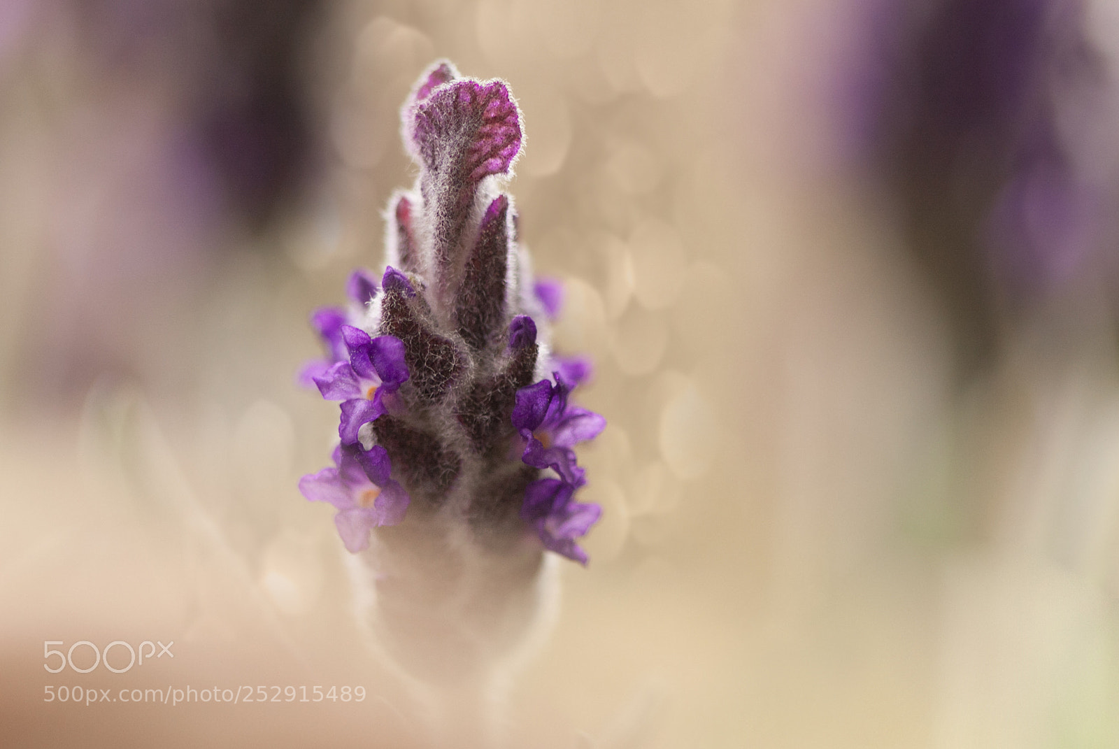 Canon EOS 50D sample photo. Lavender blues photography