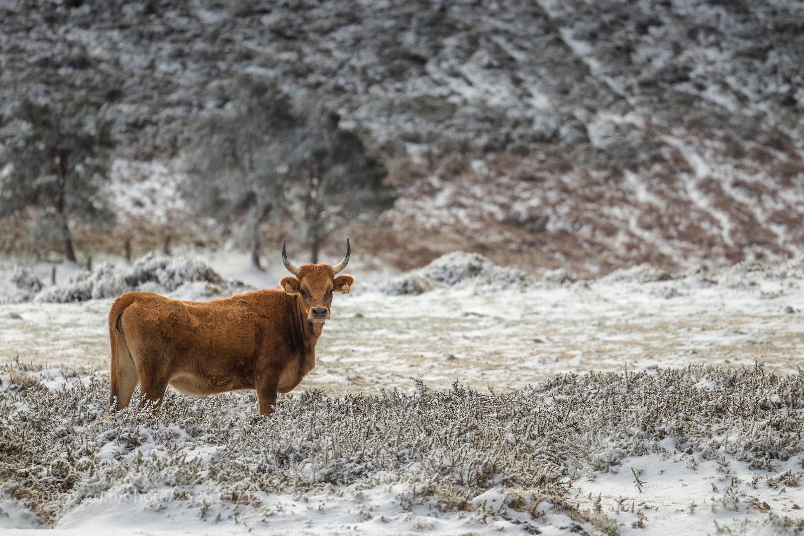 Canon EOS 80D sample photo. Cow in the snow photography
