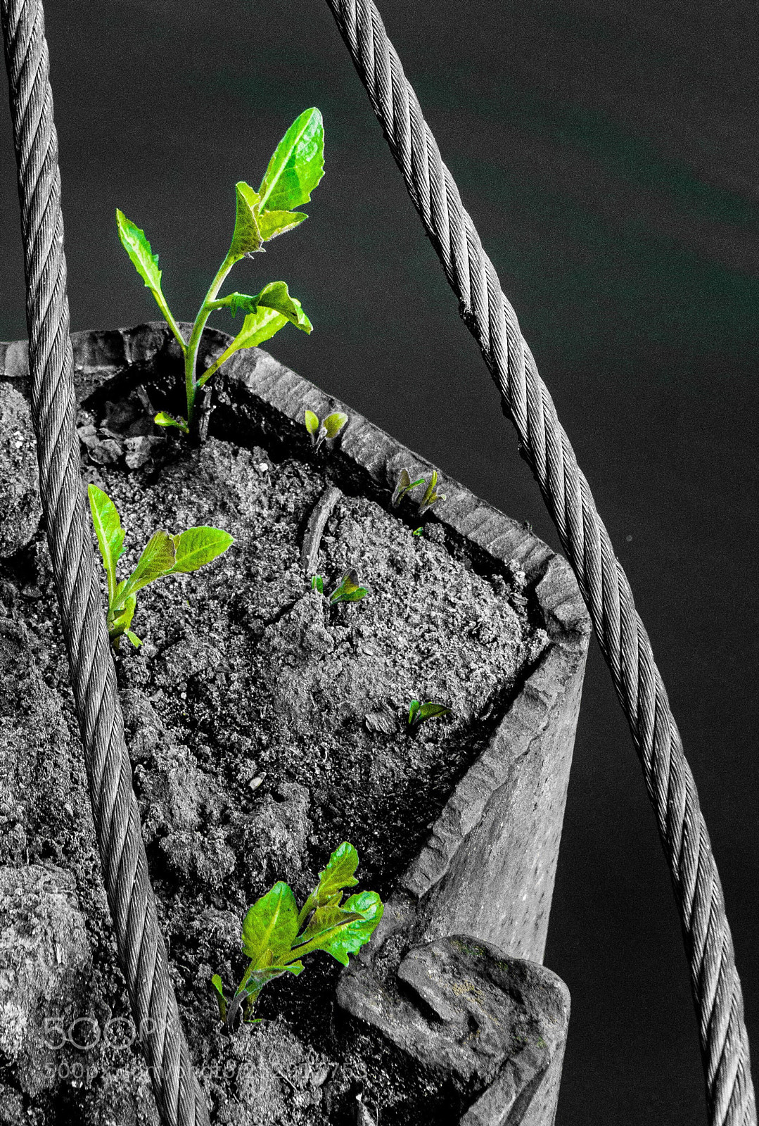 Nikon D7200 sample photo. Bissel grün photography