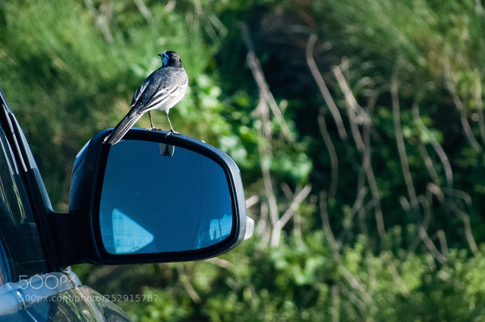 Panasonic DMC-FZ50 sample photo. Bird on a rear photography