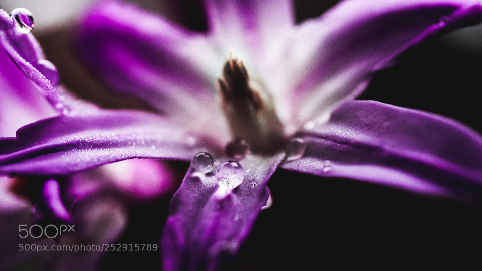 Panasonic Lumix DMC-G7 sample photo. Purple bloom photography