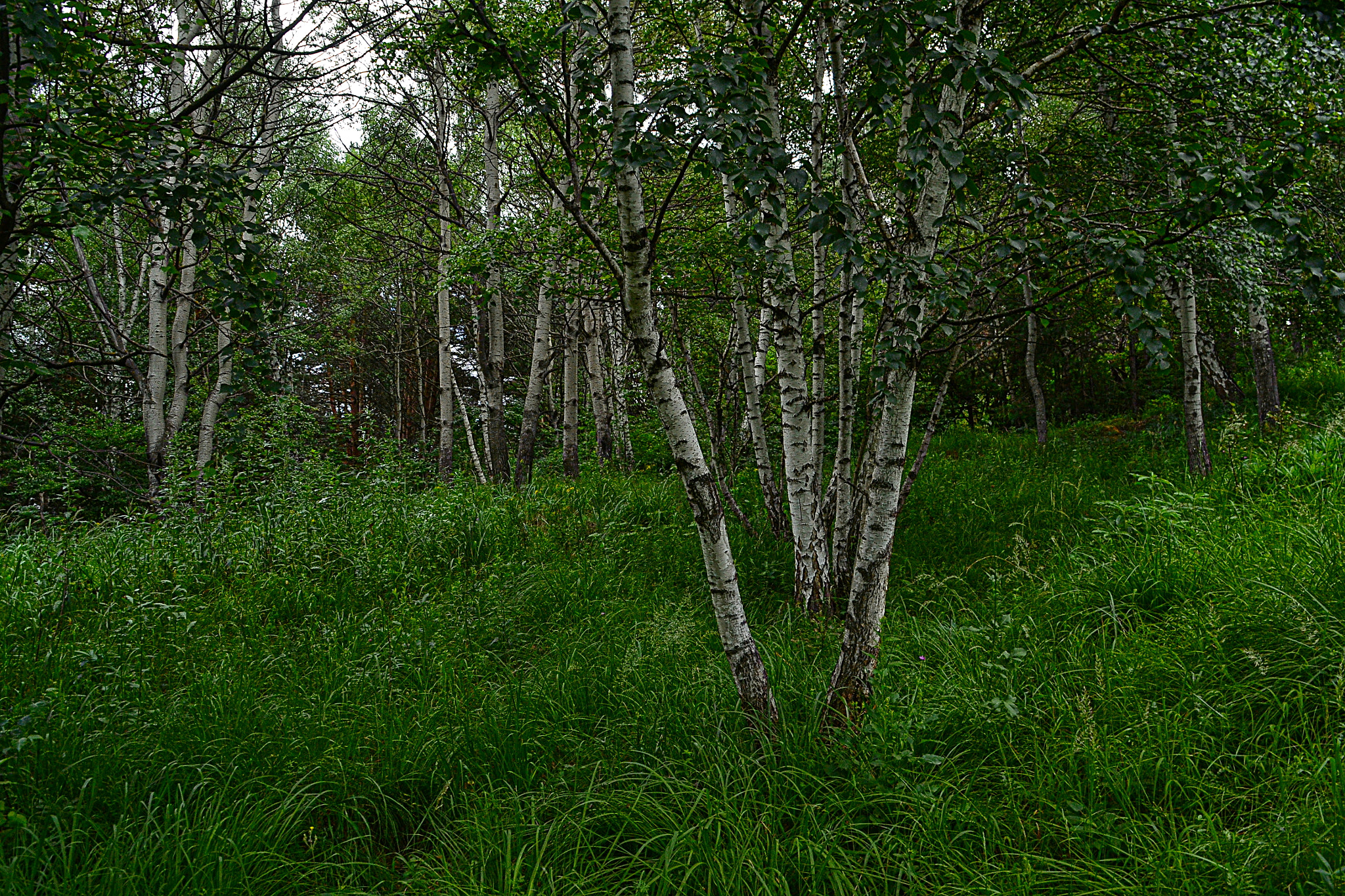 Nikon D3100 sample photo. V-shaped trunks photography