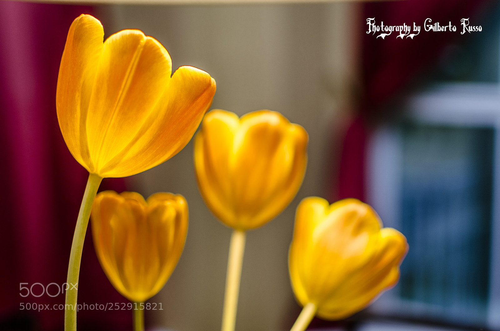 Nikon D5100 sample photo. Flowers lighted - cedar photography