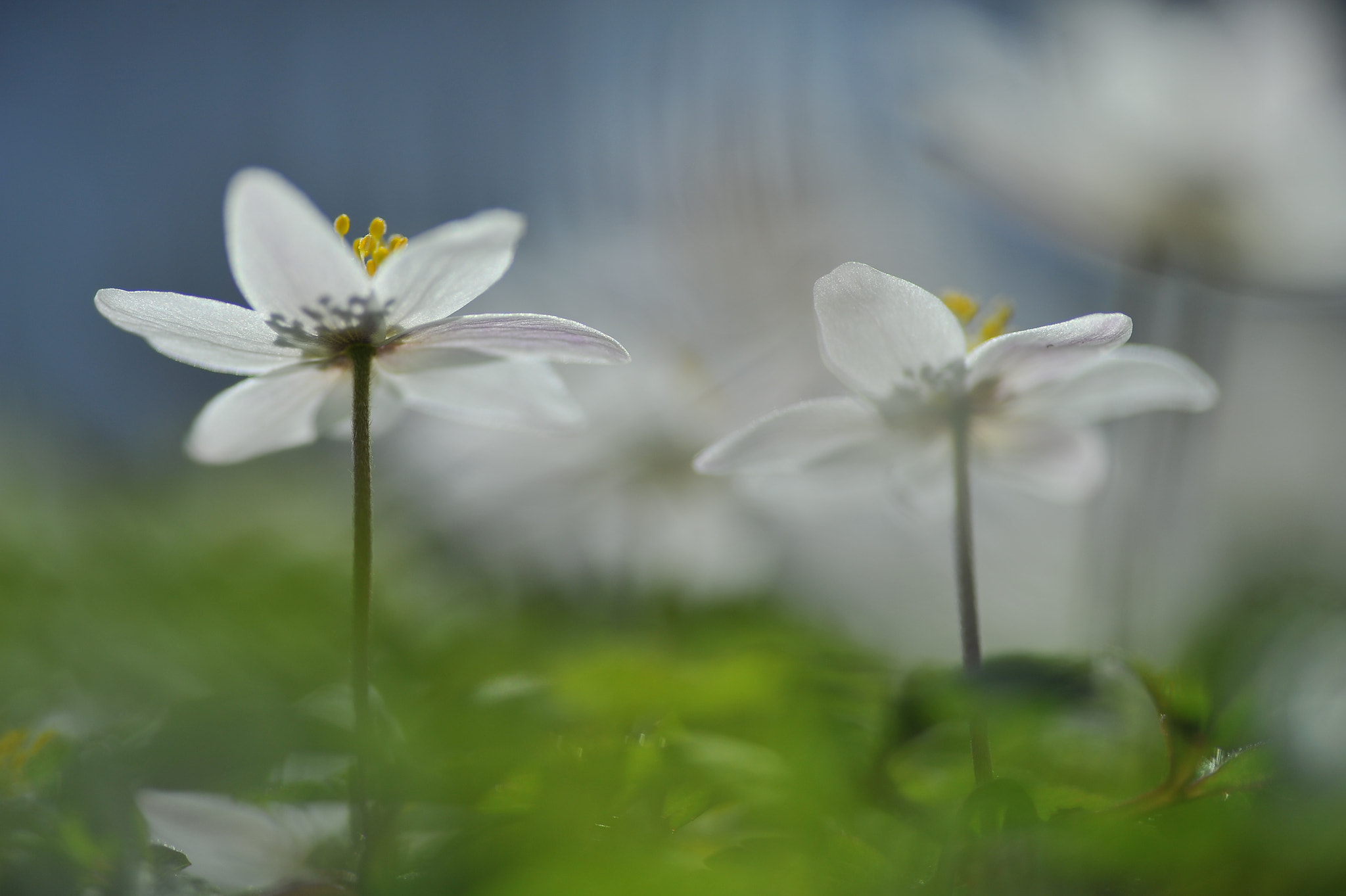Nikon D700 sample photo. Debutante photography