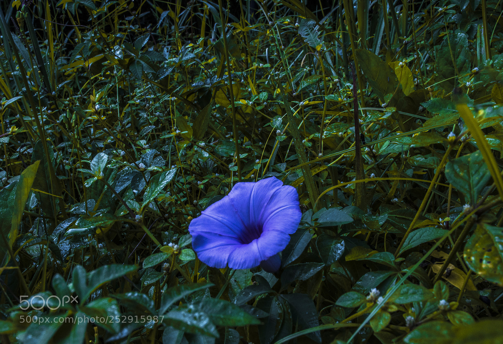Nikon D5500 sample photo. Abaixo de nós photography