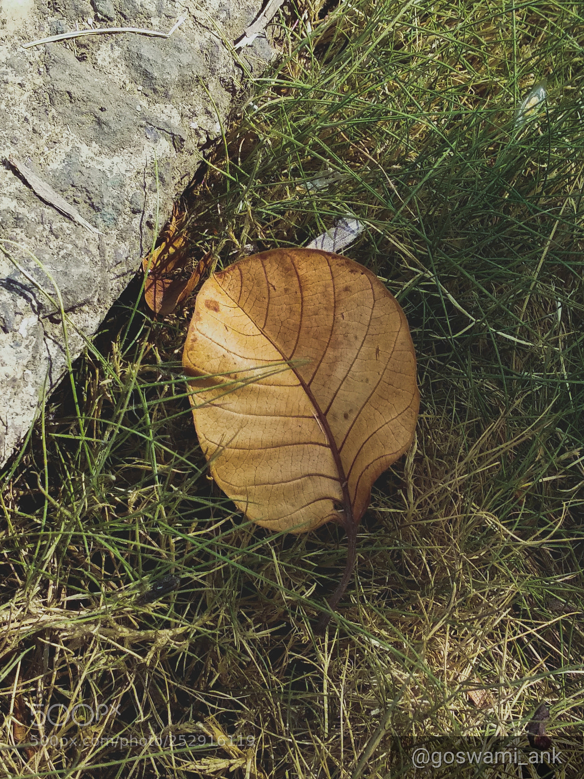 Xiaomi Mi A1 sample photo. The leaf photography