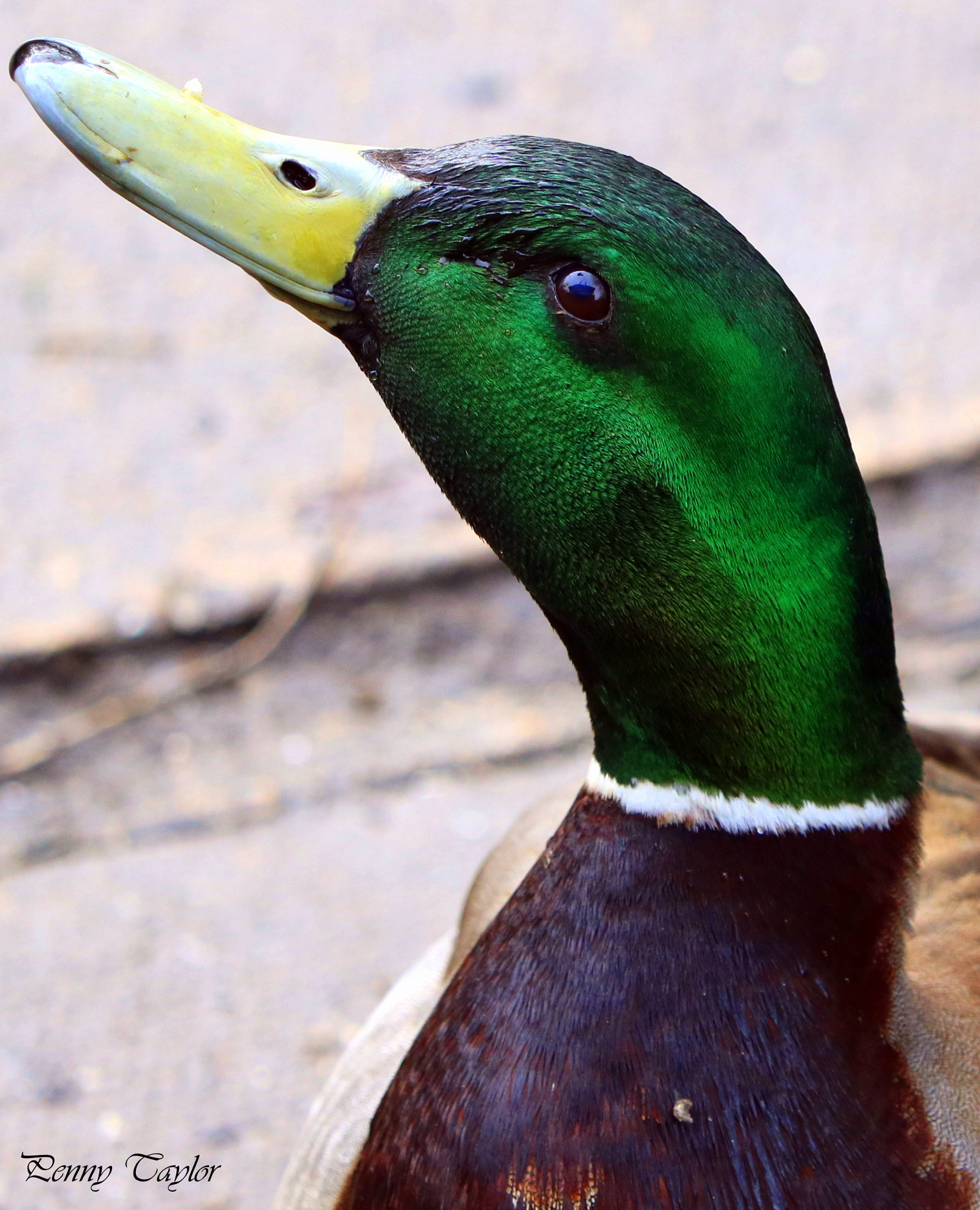 Canon EF 70-300 F4-5.6 IS II USM sample photo. Mallard portrait photography
