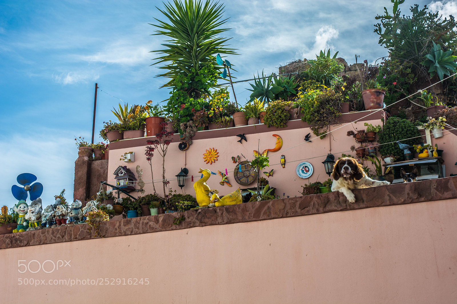 Nikon D5200 sample photo. Dog watch photography