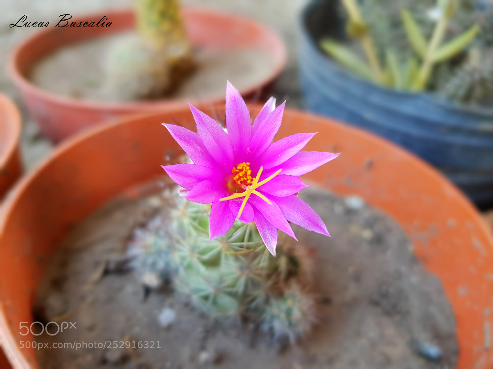Samsung Galaxy S8+ sample photo. Flor decactus photography