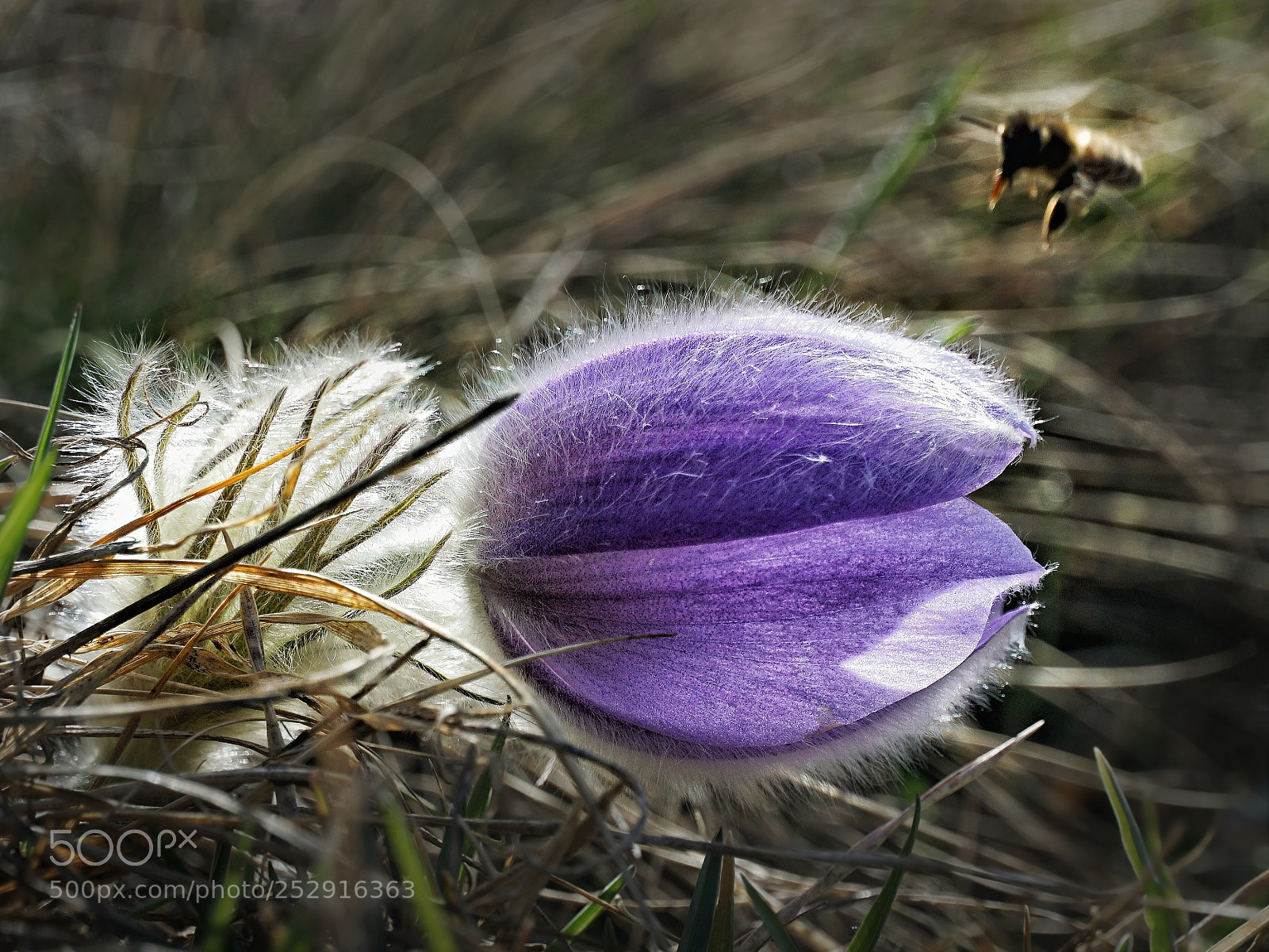 Sony a6000 sample photo. Pulsatilla iii photography